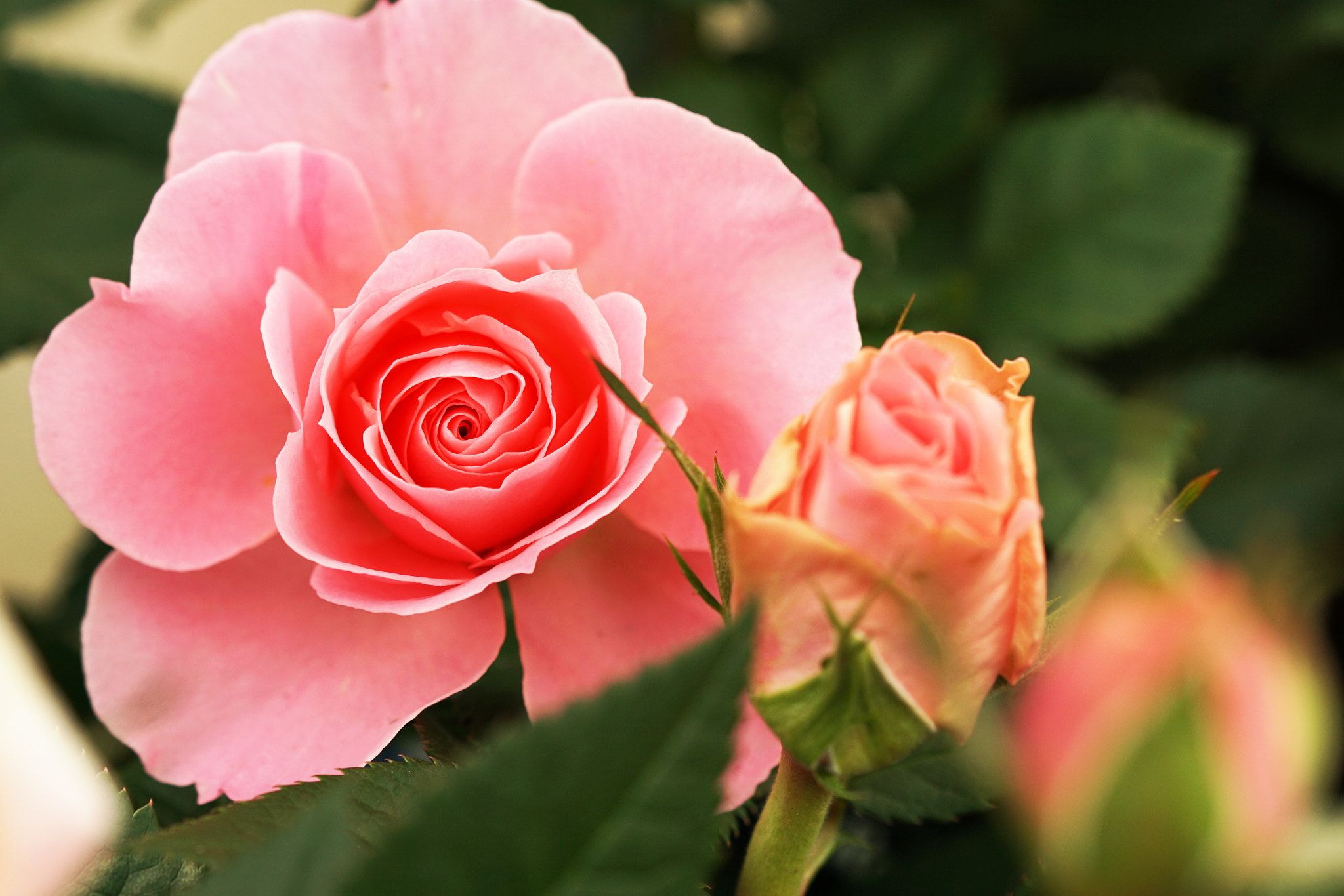 Sony a6000 + Sony FE 90mm F2.8 Macro G OSS sample photo. Mini rose photography