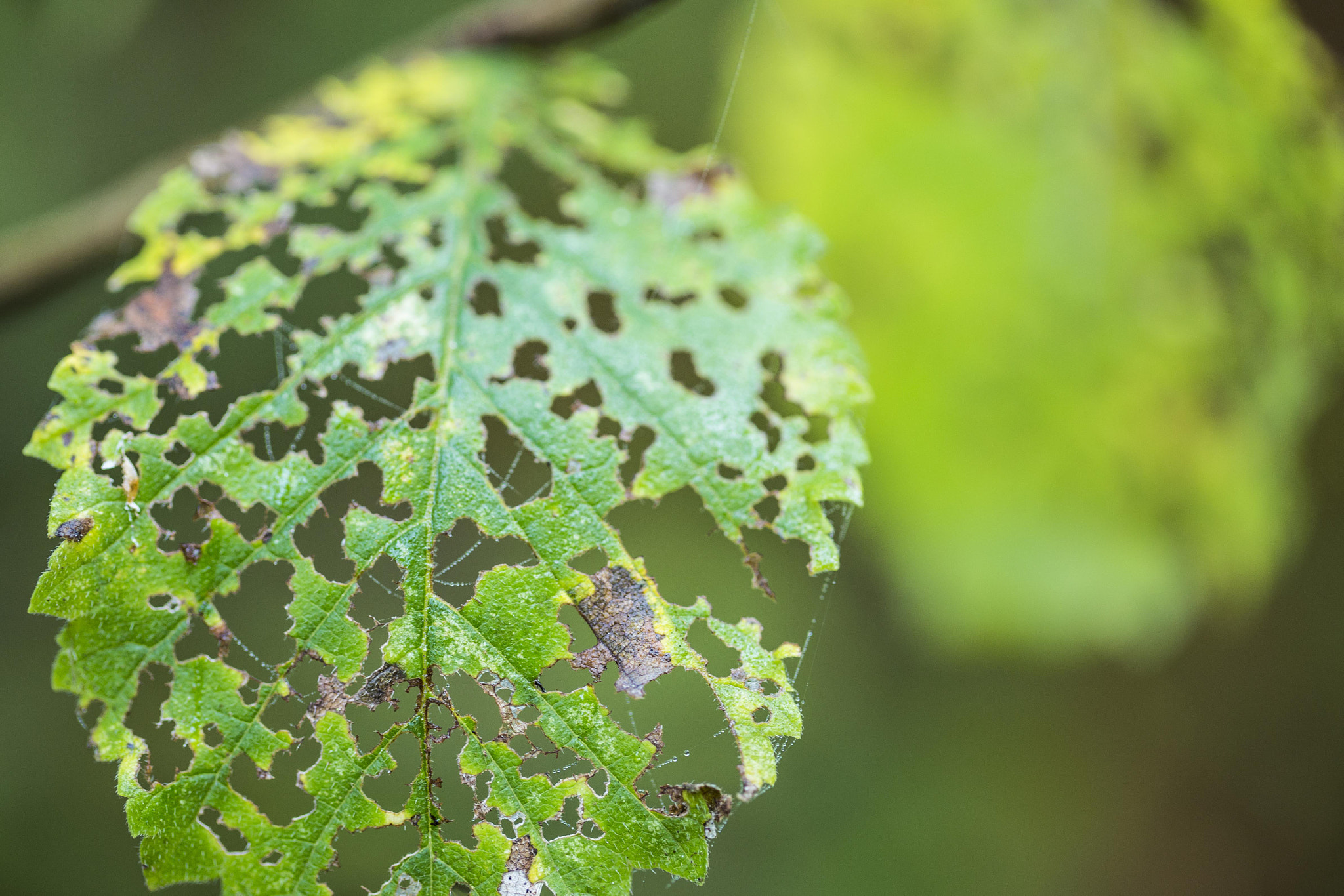 Canon EF 100mm F2.8L Macro IS USM sample photo. Leaf photography