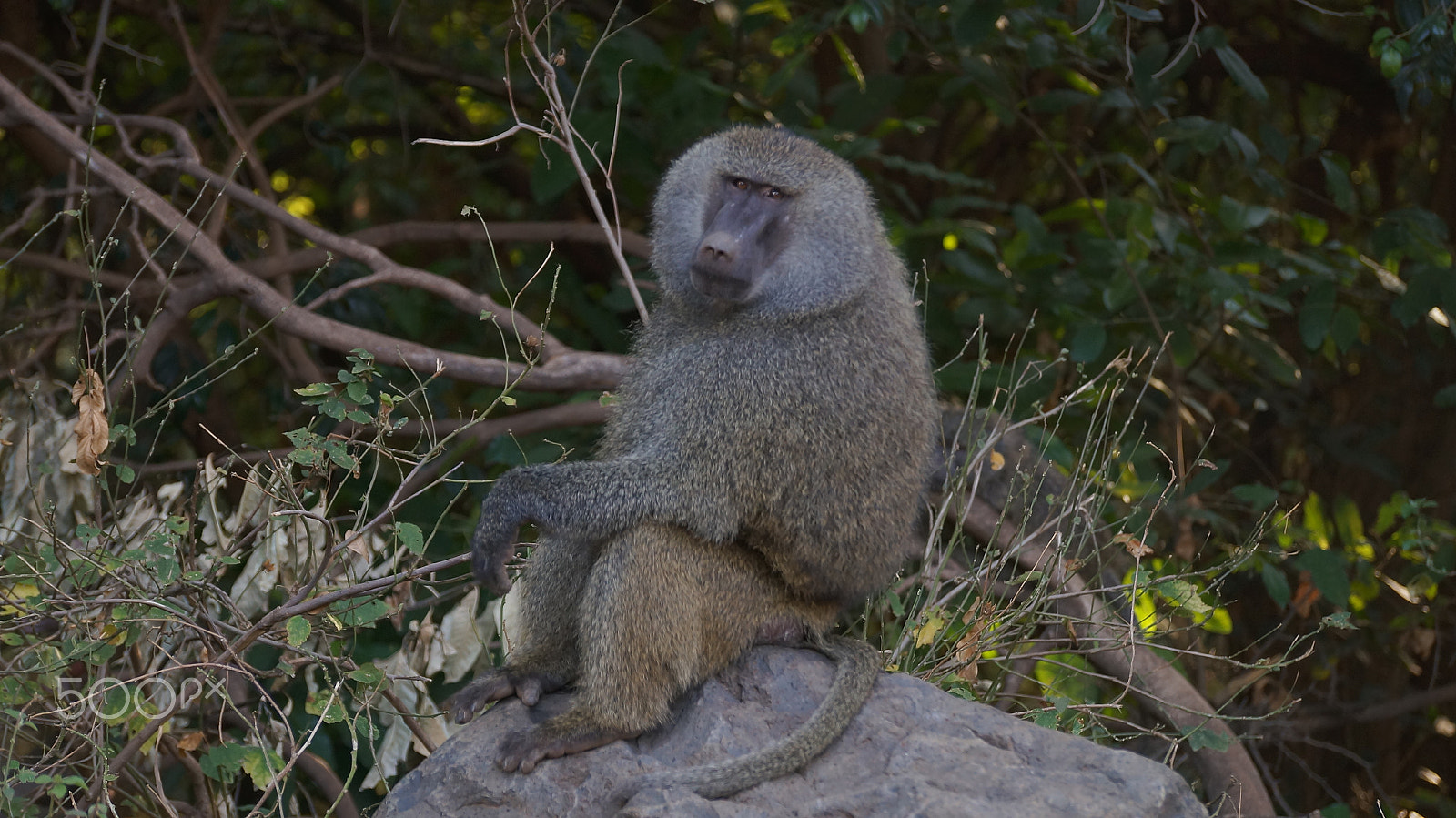 Sony SLT-A57 + Sony DT 55-300mm F4.5-5.6 SAM sample photo. Chilled baboon photography