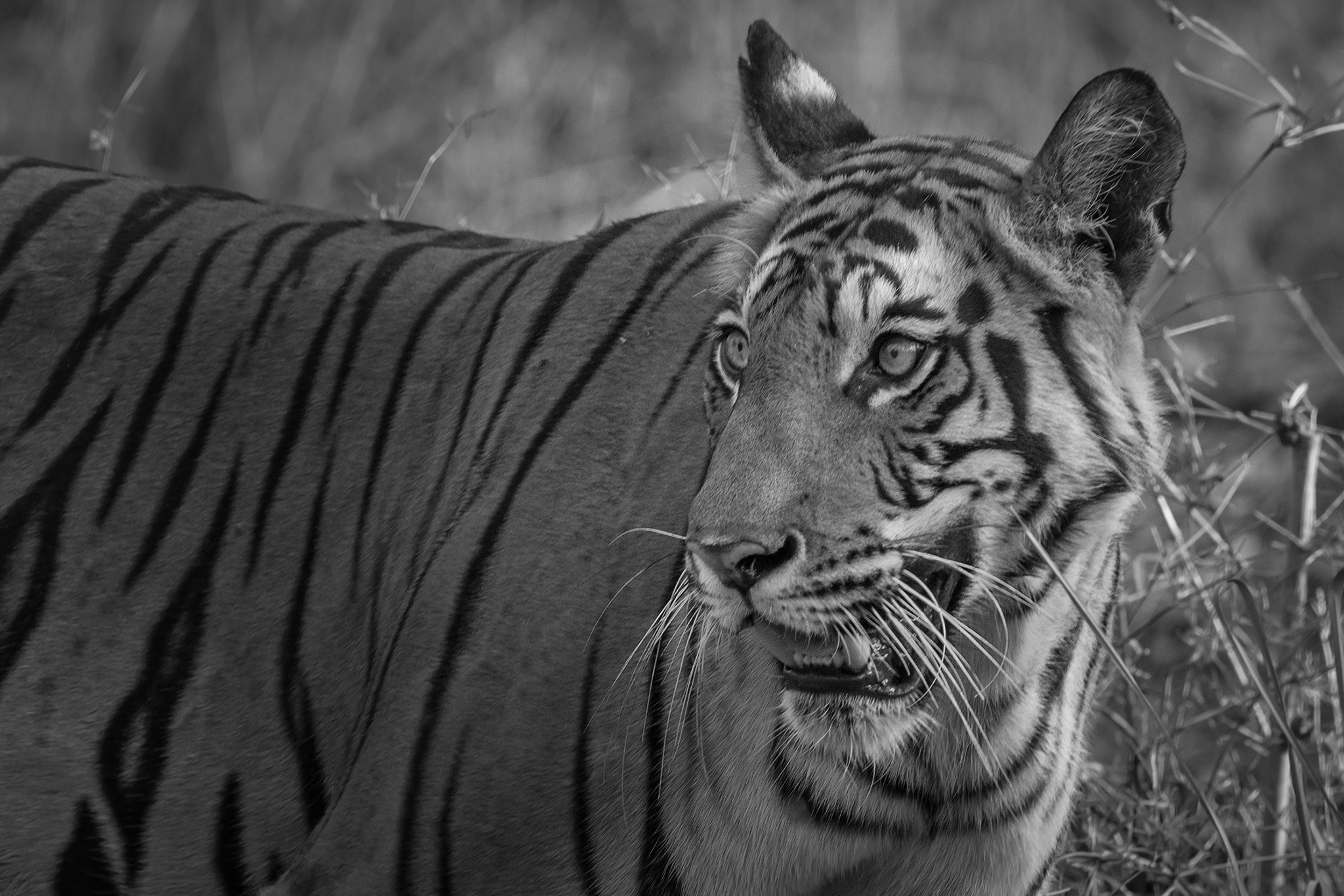 Nikon AF-S Nikkor 600mm F4E FL ED VR sample photo. Gaze photography