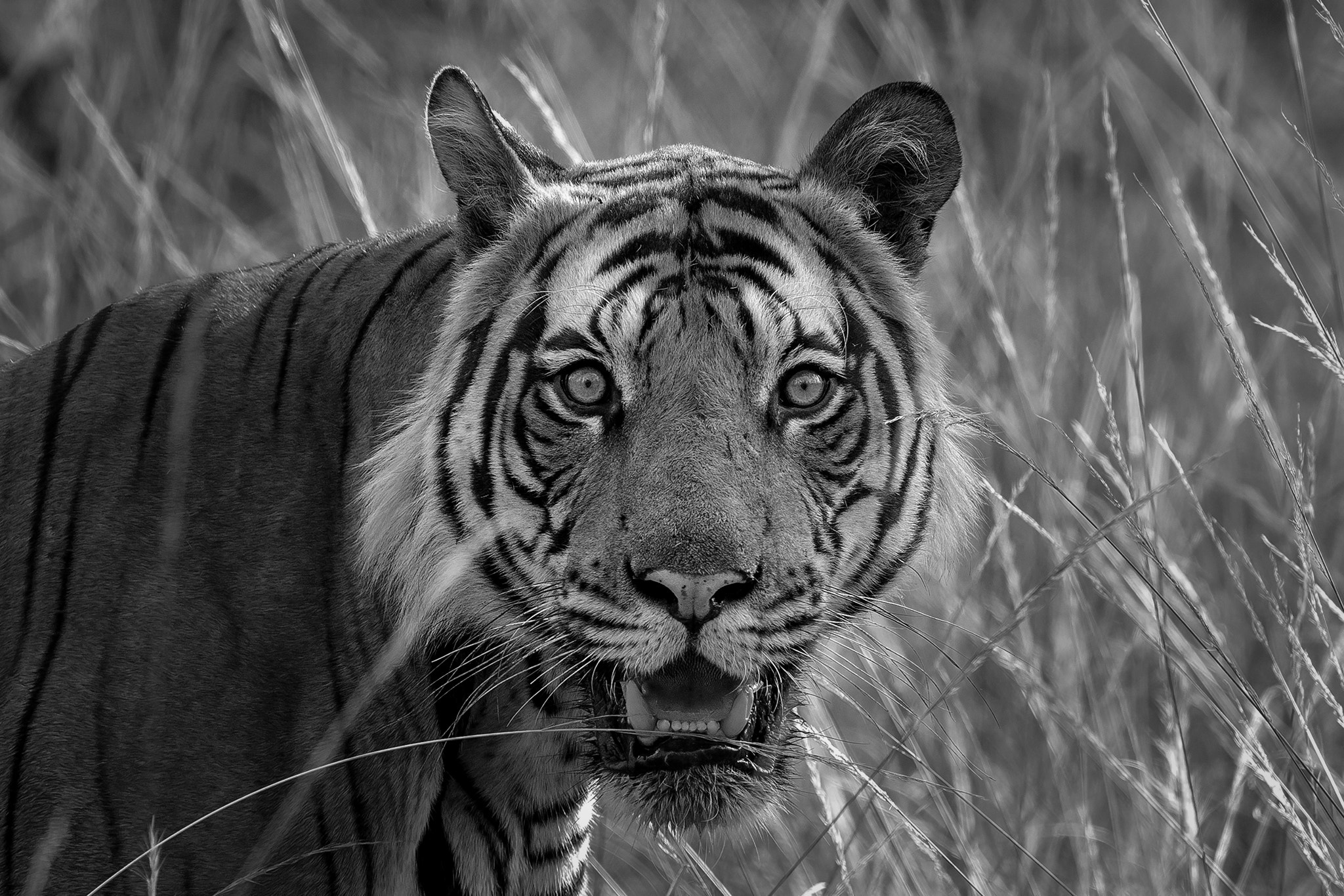 Nikon AF-S Nikkor 600mm F4E FL ED VR sample photo. Eye to eye photography