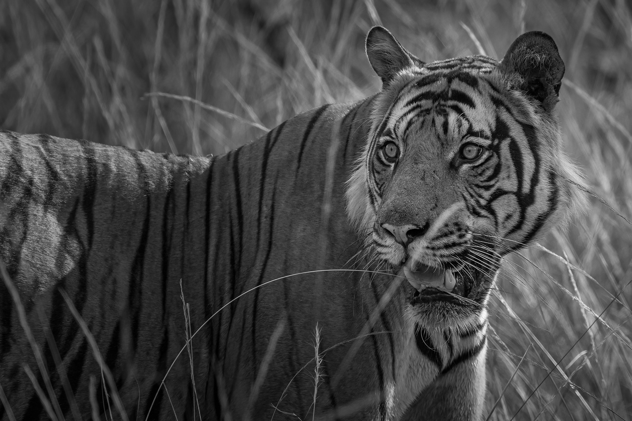 Nikon AF-S Nikkor 600mm F4E FL ED VR sample photo. Fierce photography