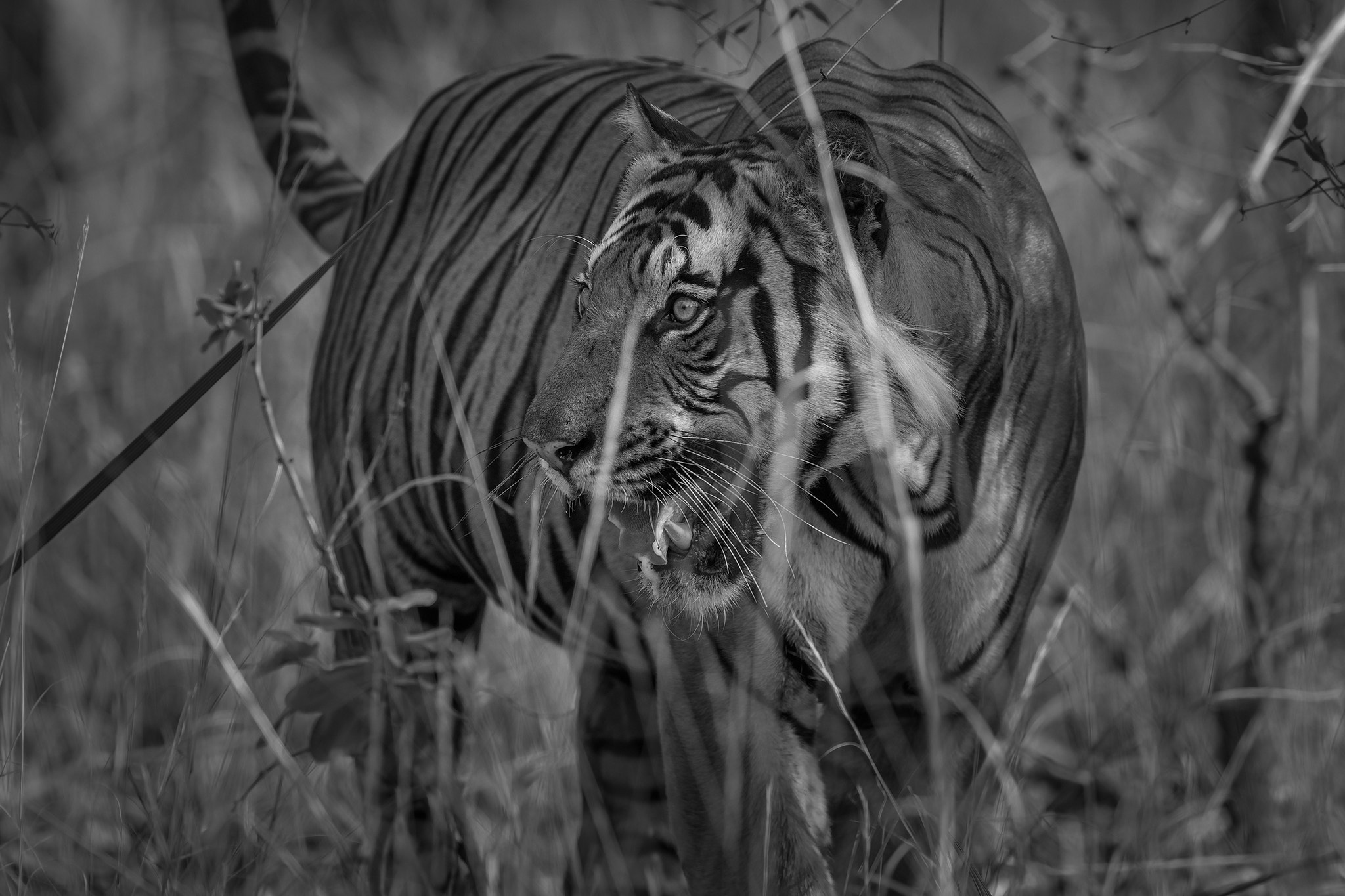 Nikon AF-S Nikkor 600mm F4E FL ED VR sample photo. Look photography