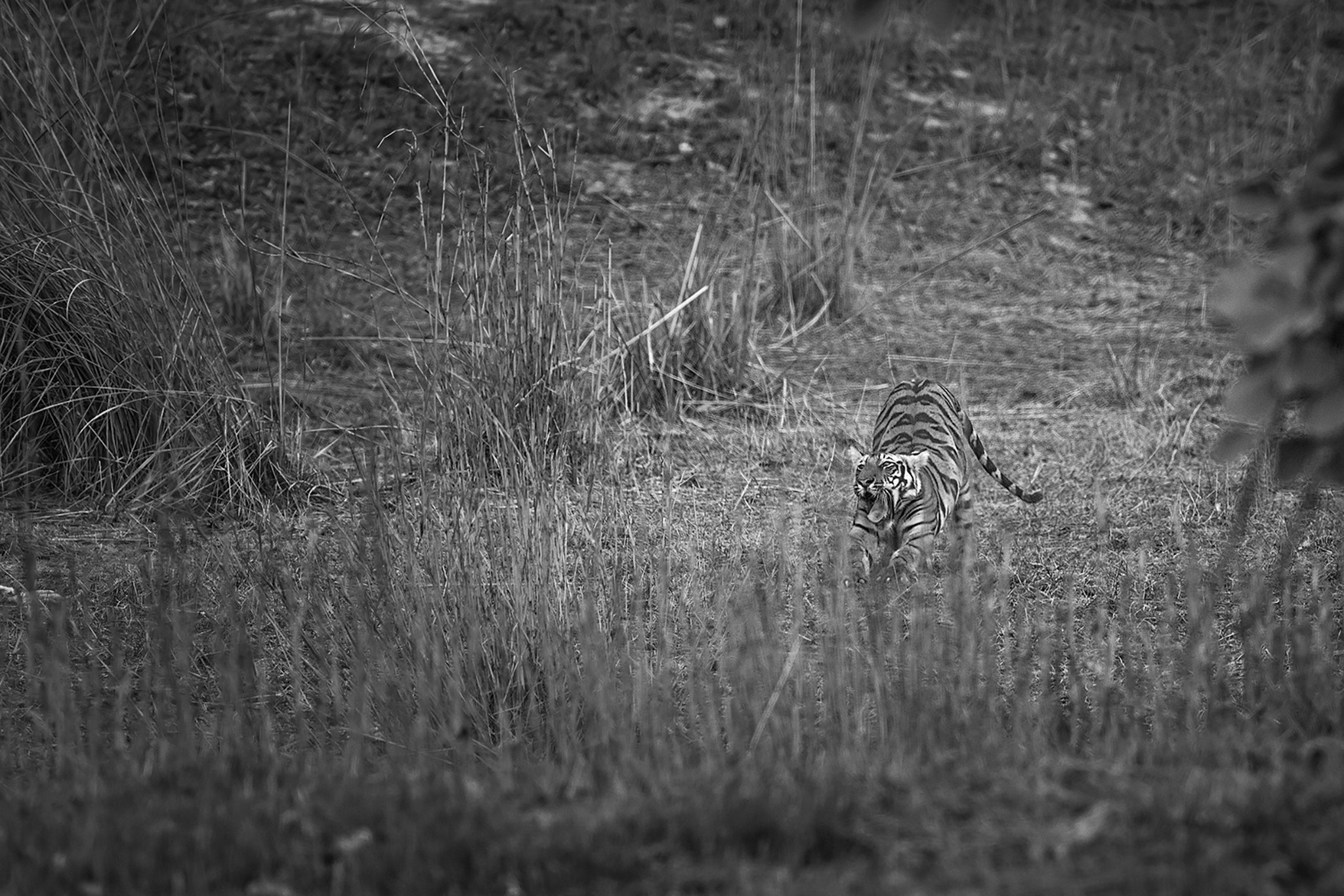 Nikon AF-S Nikkor 600mm F4E FL ED VR sample photo. Yawn of a cub photography