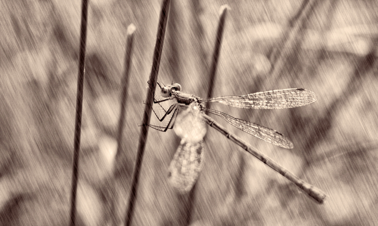18.0 - 55.0 mm sample photo. Dragonfly photography