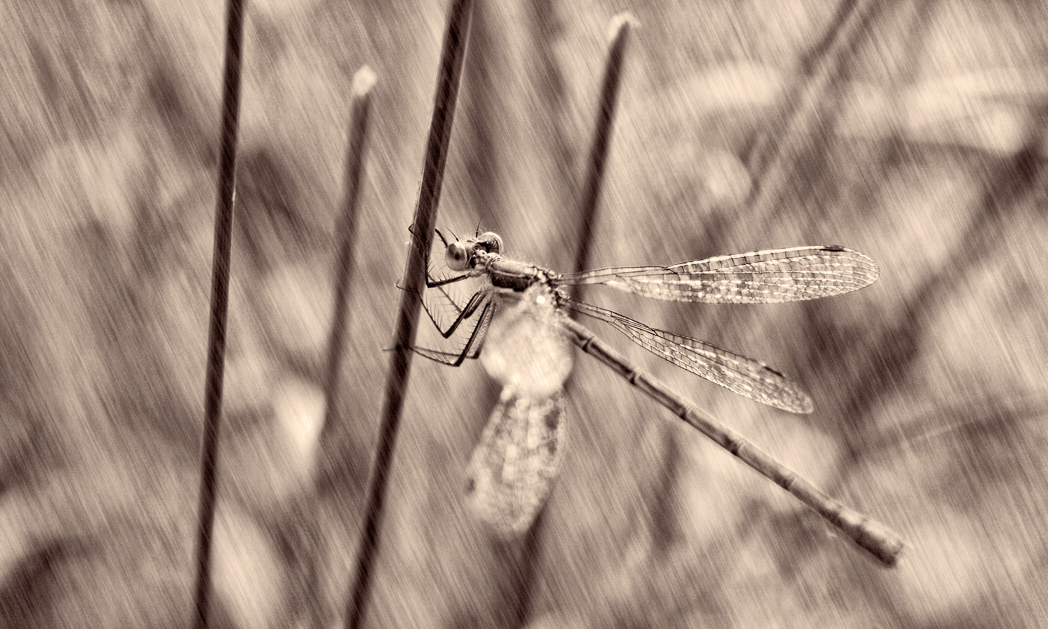 Canon EOS 1000D (EOS Digital Rebel XS / EOS Kiss F) + 18.0 - 55.0 mm sample photo. Dragonfly photography