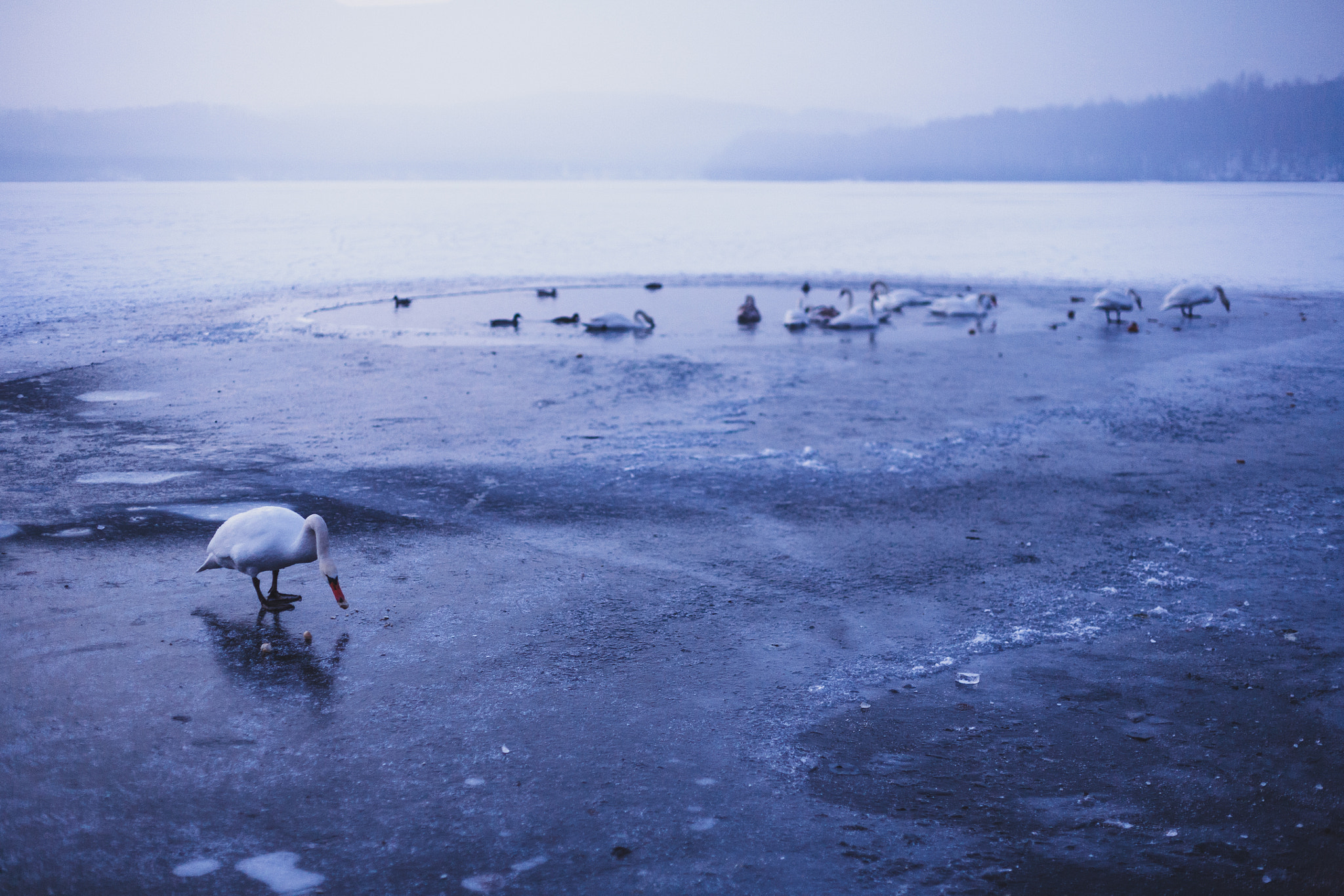 Canon EOS 5D + Canon EF 50mm F1.4 USM sample photo. Frozen photography
