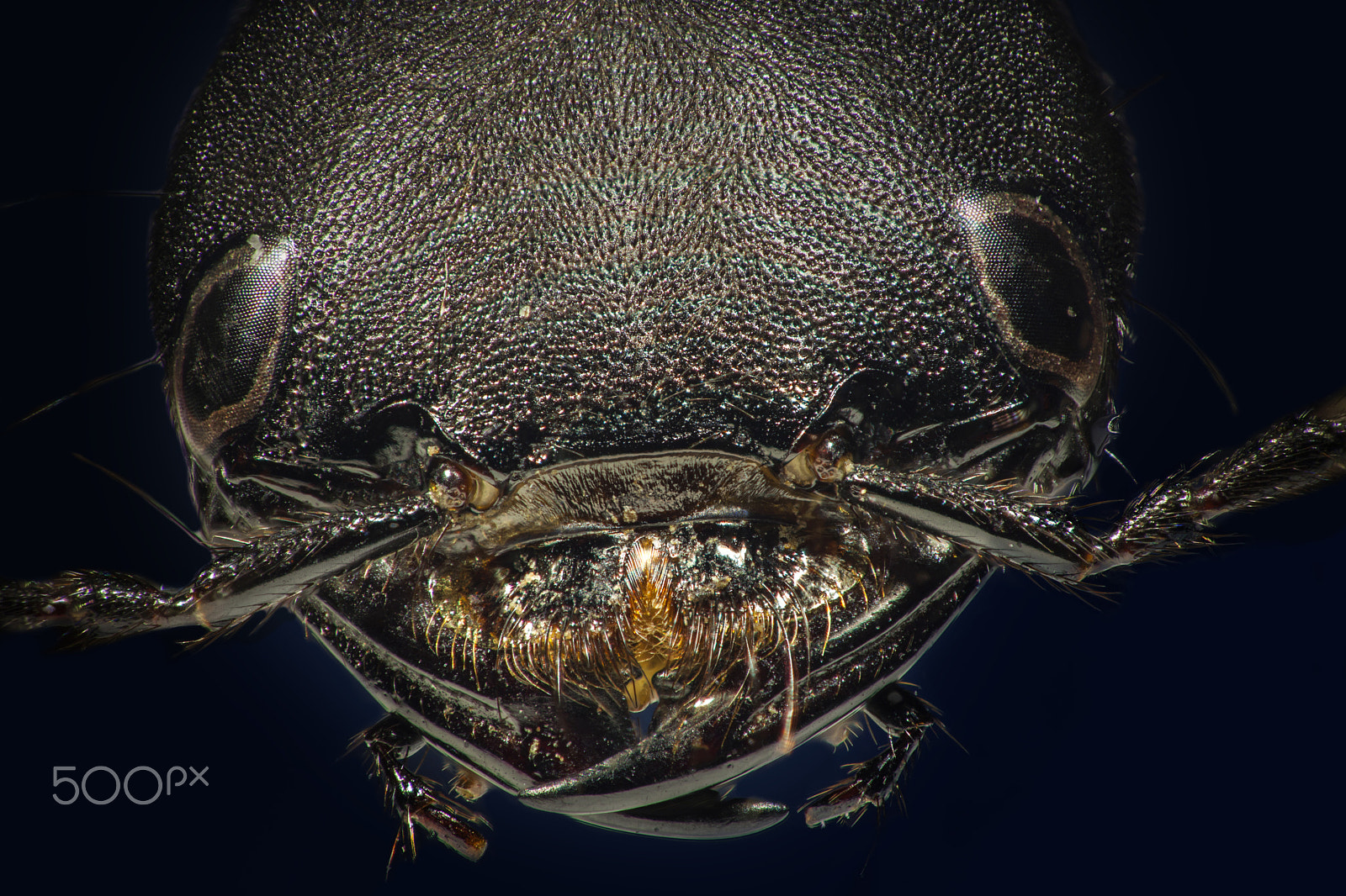 Sigma APO Macro 150mm f/2.8 EX DG HSM sample photo. Extreme macro photography