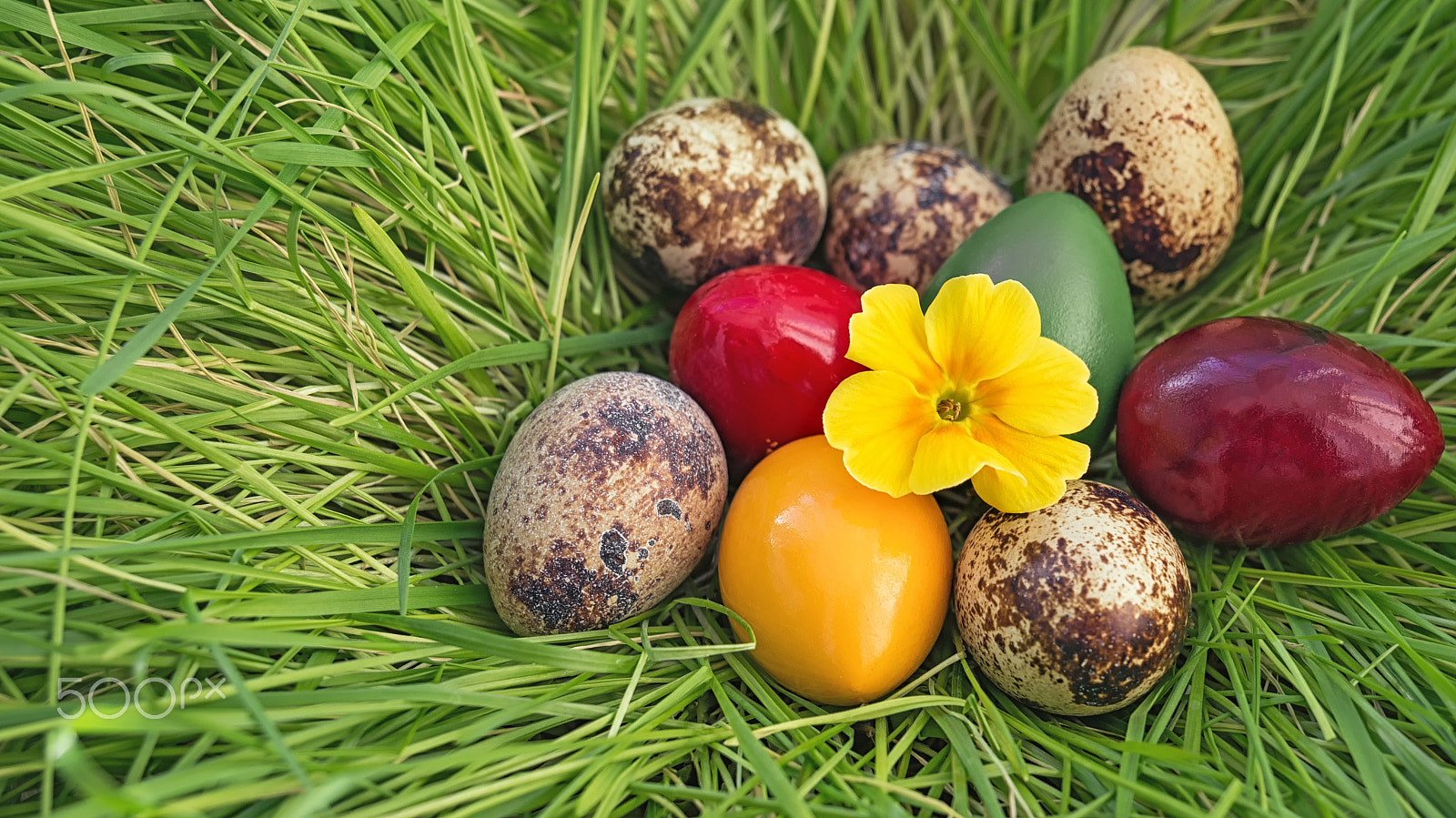 Sony Alpha NEX-6 sample photo. Quail eggs dyed raw easter nest made of grass with a yellow flower primrose photography