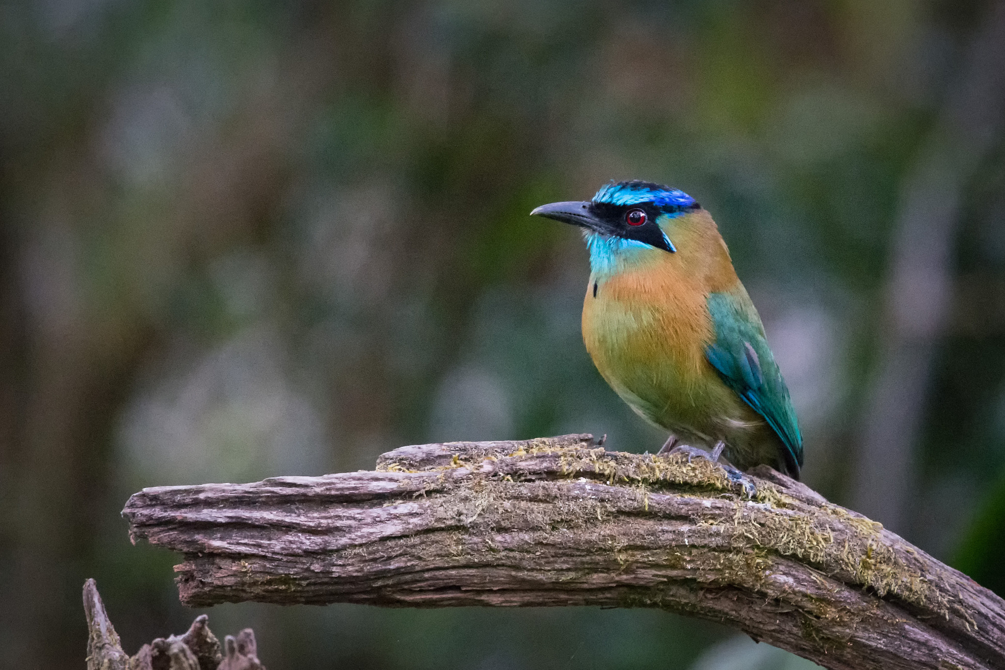 Nikon Nikkor AF-S 300mm F4E PF ED VR sample photo. Motmot bird in costa rica photography