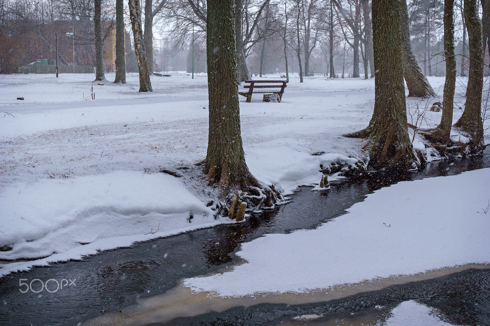 Sony a6000 sample photo. Walk on the old park park in kemeri photography