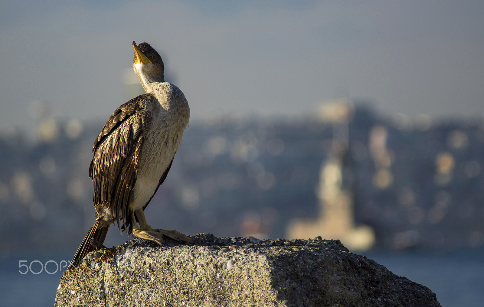 smc PENTAX-FA 100-300mm F4.7-5.8 sample photo. European shag photography