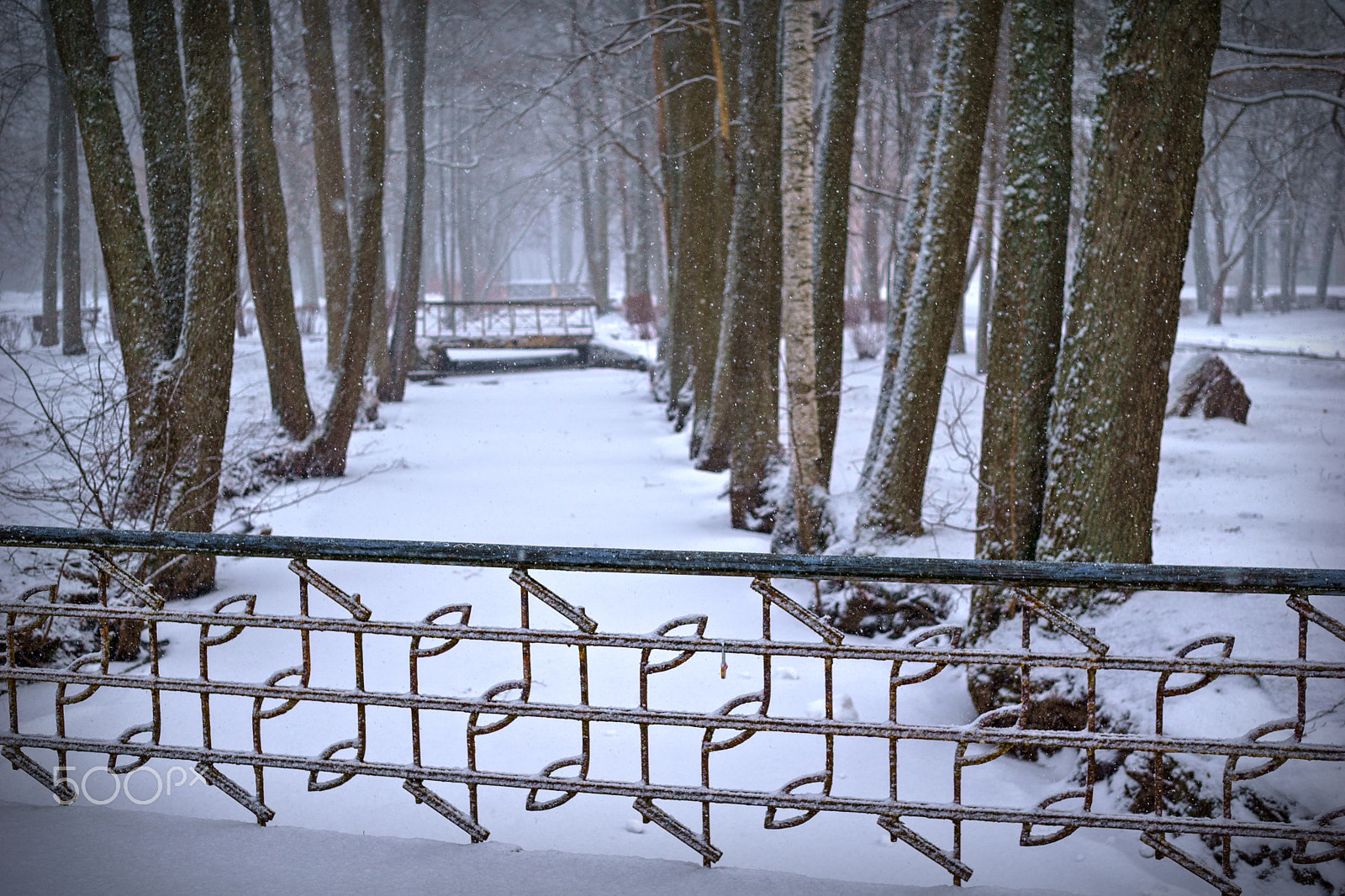 Sony a6000 sample photo. Walk on the old park park in kemeri photography