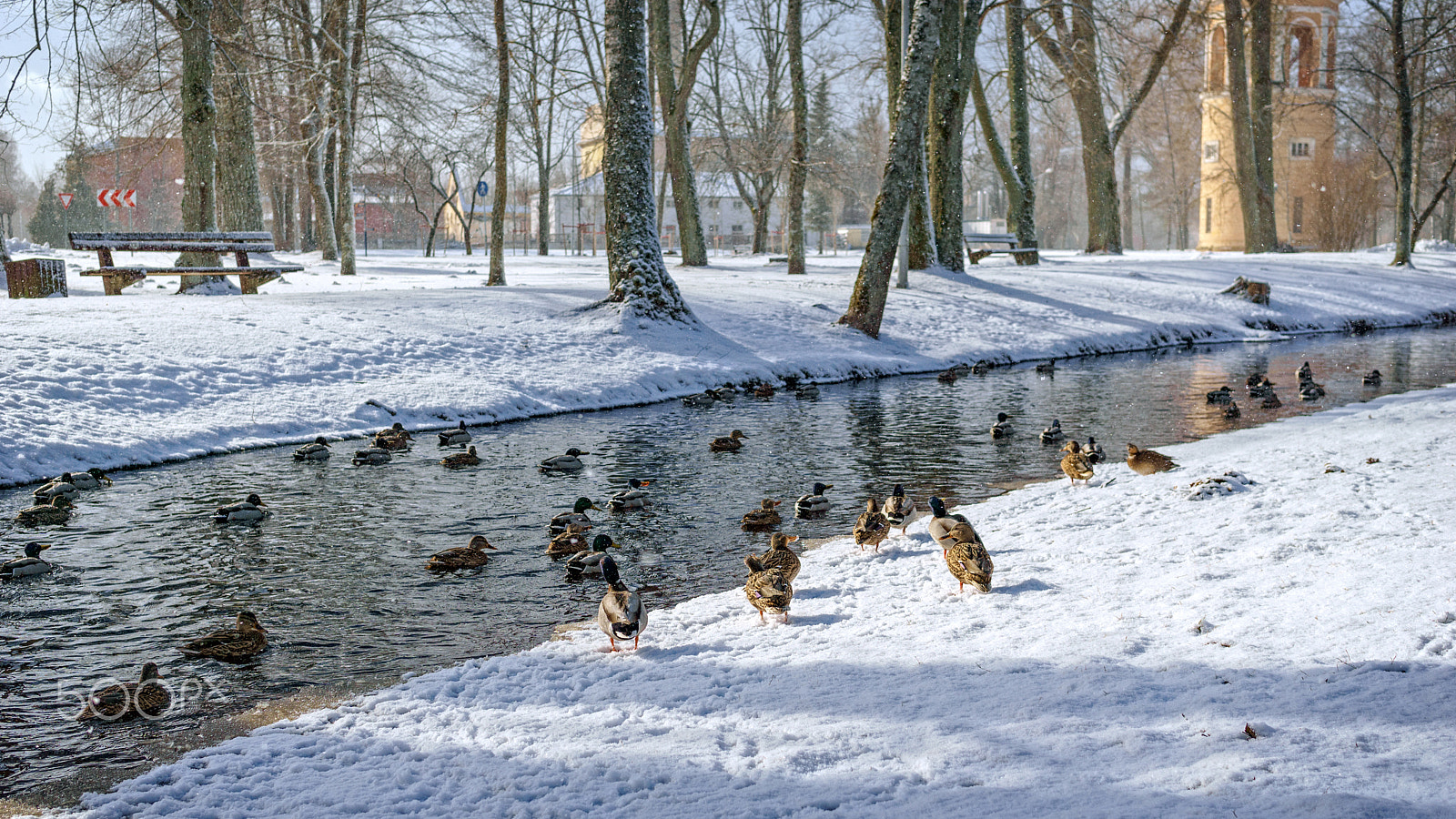Sigma 30mm F2.8 EX DN sample photo. Walk on the old park park in kemeri photography