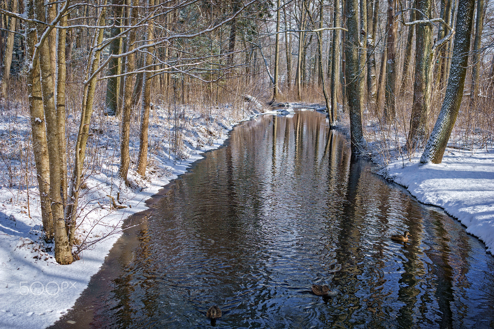 Sony a6000 sample photo. Walk on the old park park in kemeri photography