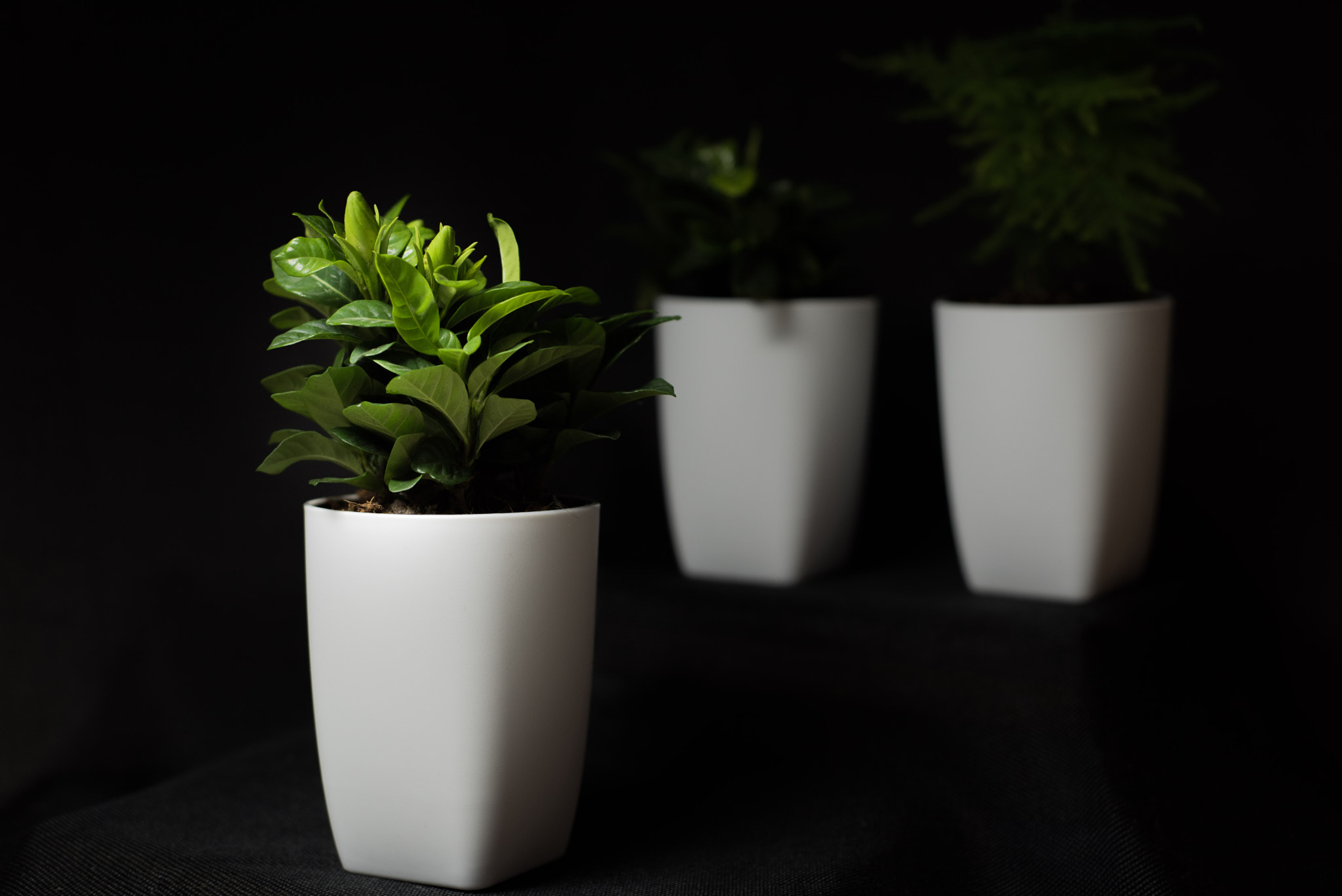 Nikon D810 + Nikon AF Nikkor 50mm F1.8D sample photo. Flower photography