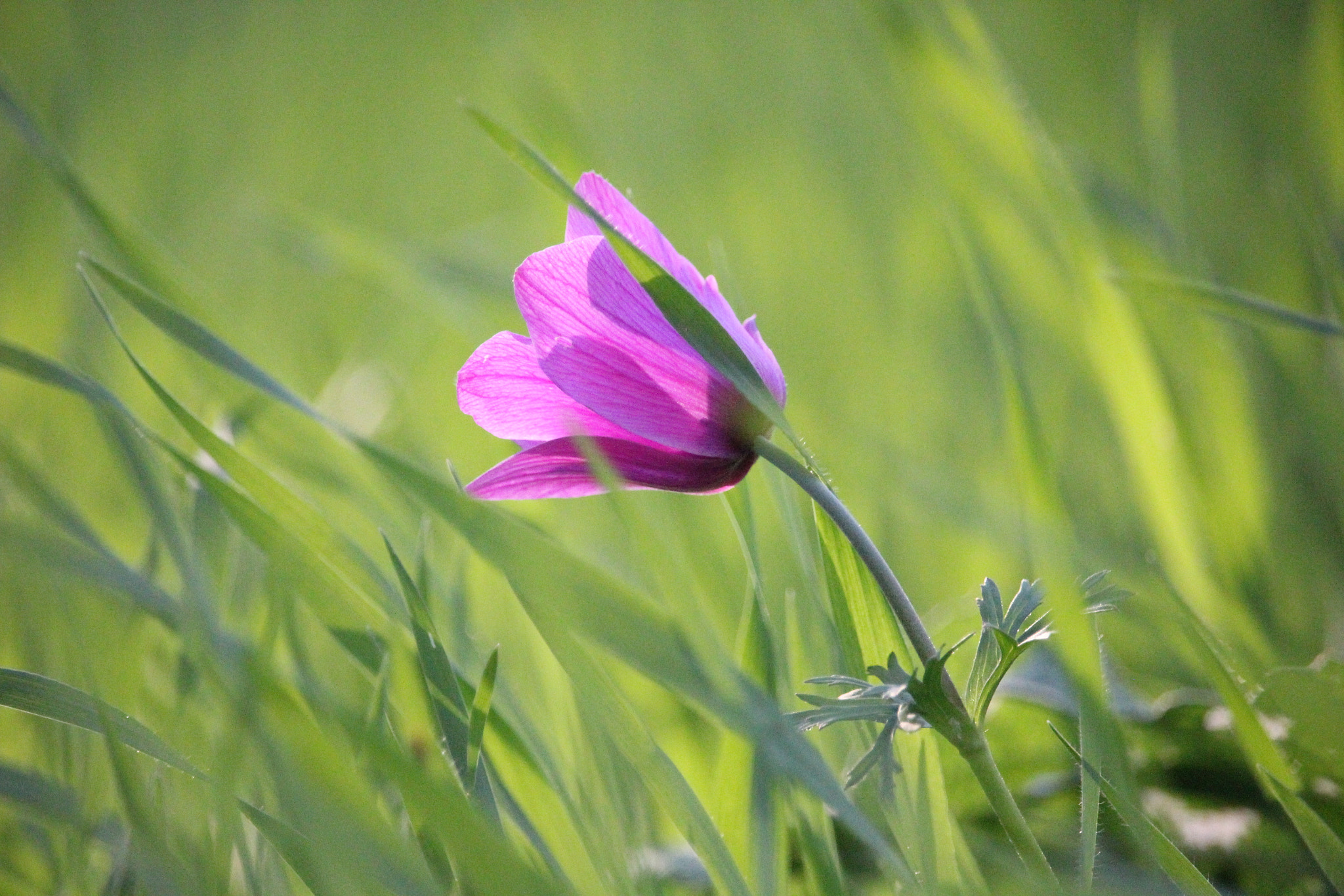 Canon EF-S 55-250mm F4-5.6 IS STM sample photo. Purity of heart photography
