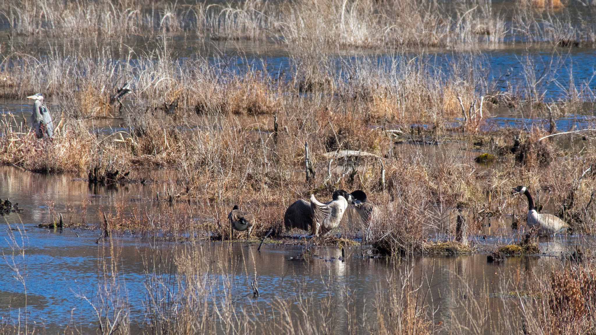 Pentax smc DA* 300mm F4.0 ED (IF) SDM sample photo. Geese battling while a heron watches photography