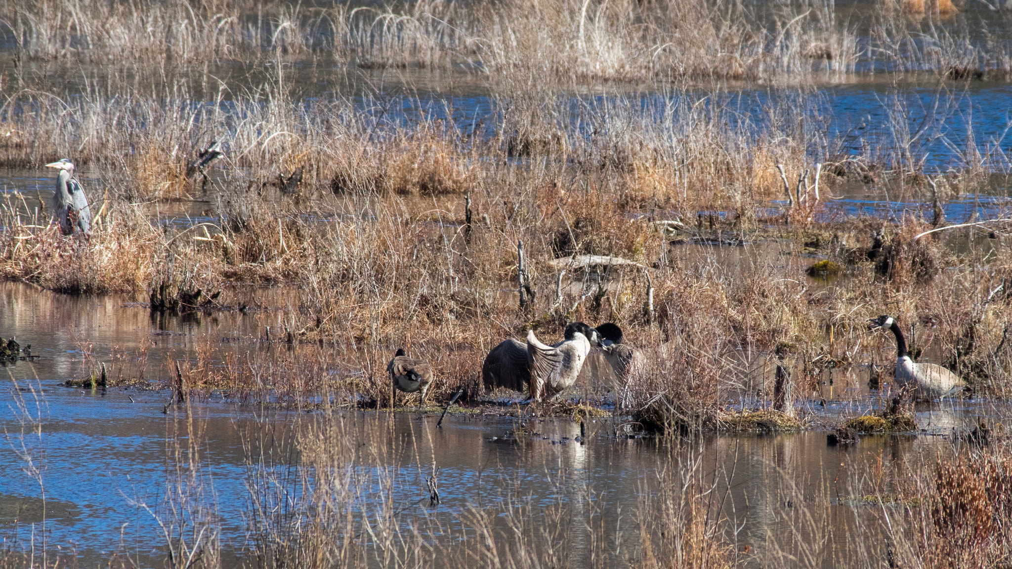 Pentax K-3 + Pentax smc DA* 300mm F4.0 ED (IF) SDM sample photo. Geese battling while a heron watches photography