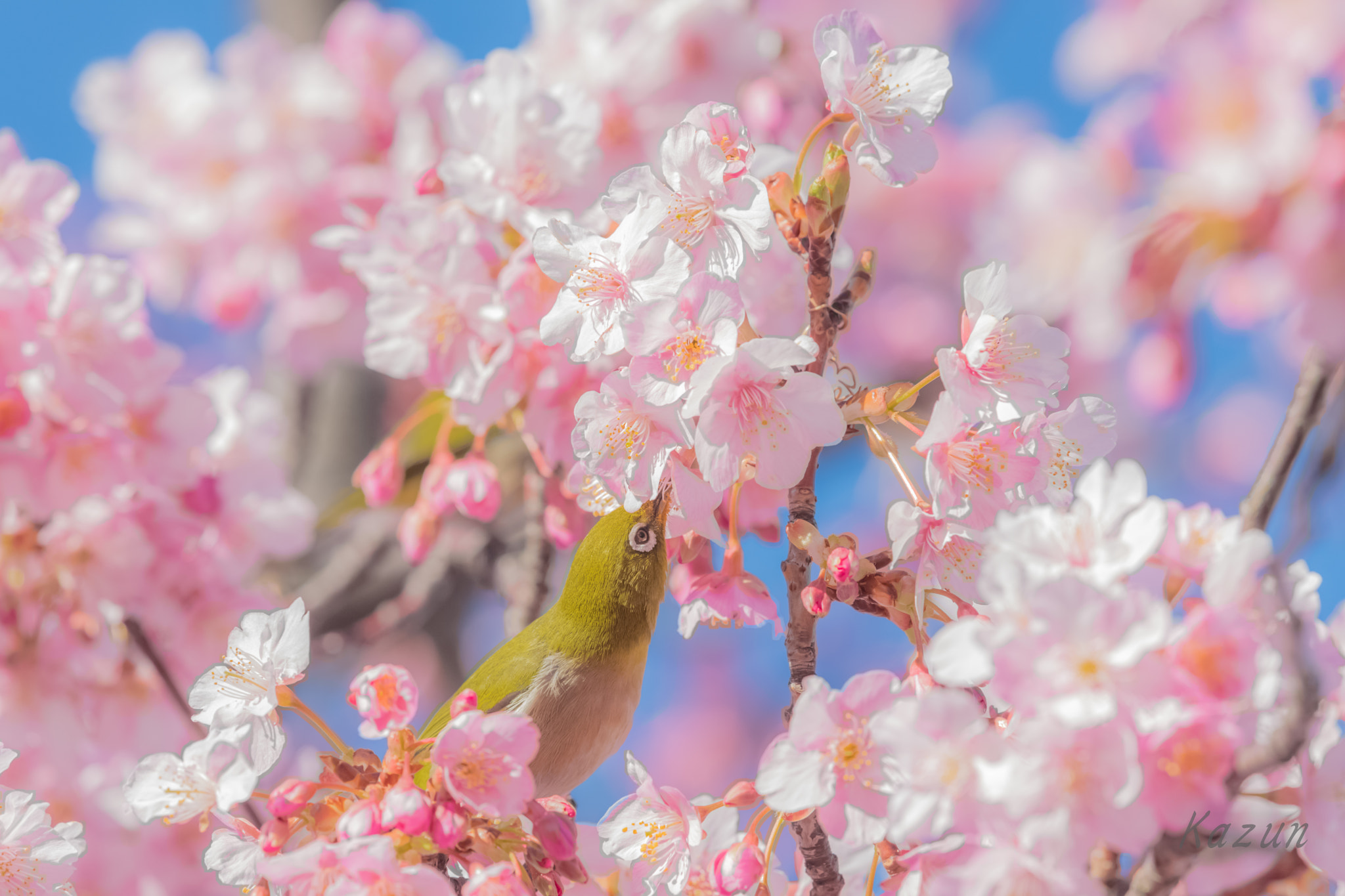 Nikon Nikkor AF-S 300mm F4E PF ED VR sample photo. Love sakura........ photography
