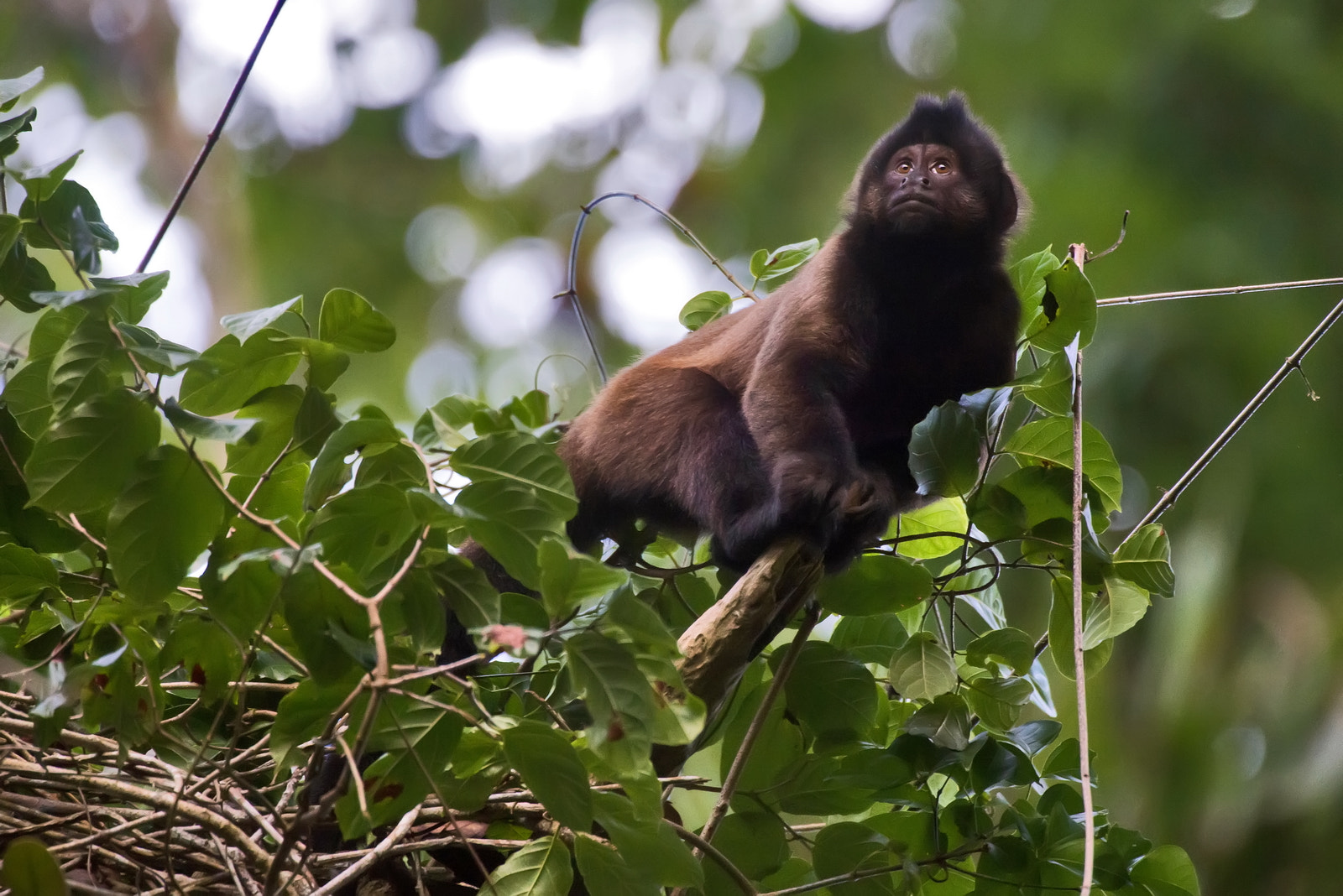 Nikon D800 sample photo. Macaco-prego-de-crista (sapajus robustus) | crested capuchin photography