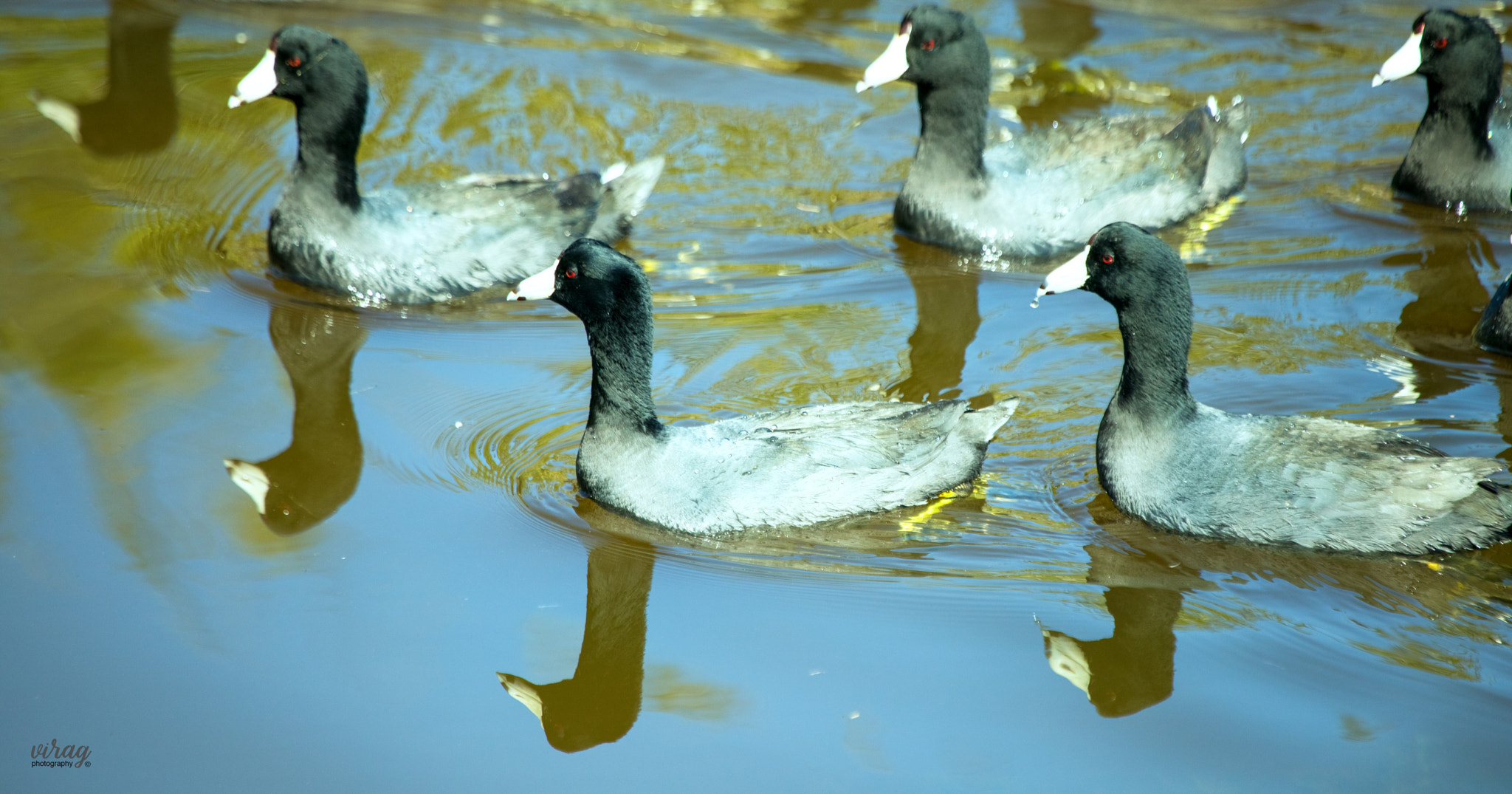 Canon EF 100-400mm F4.5-5.6L IS USM sample photo. American coots photography