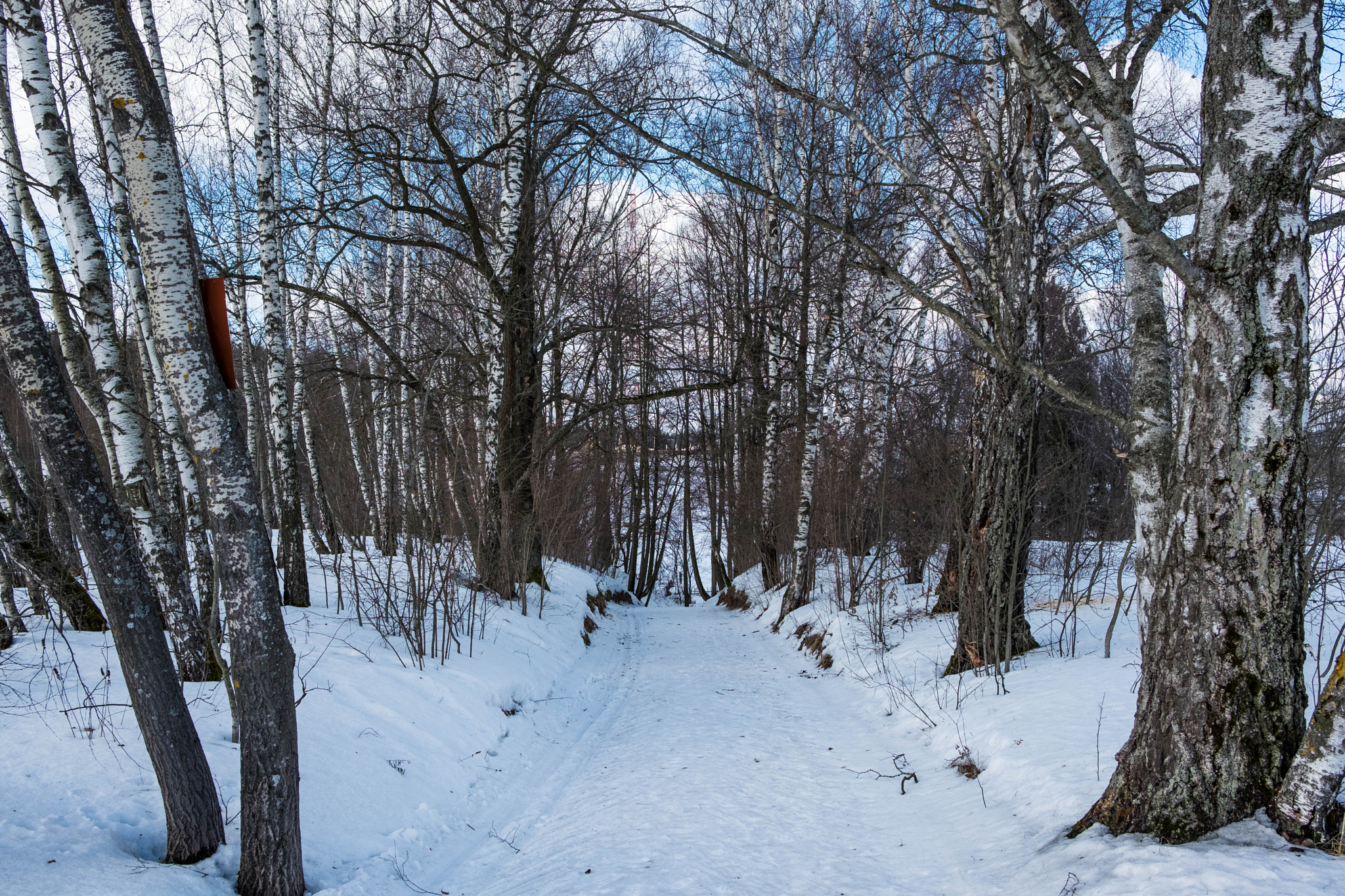 Fujifilm X-T2 sample photo. Birch trees photography