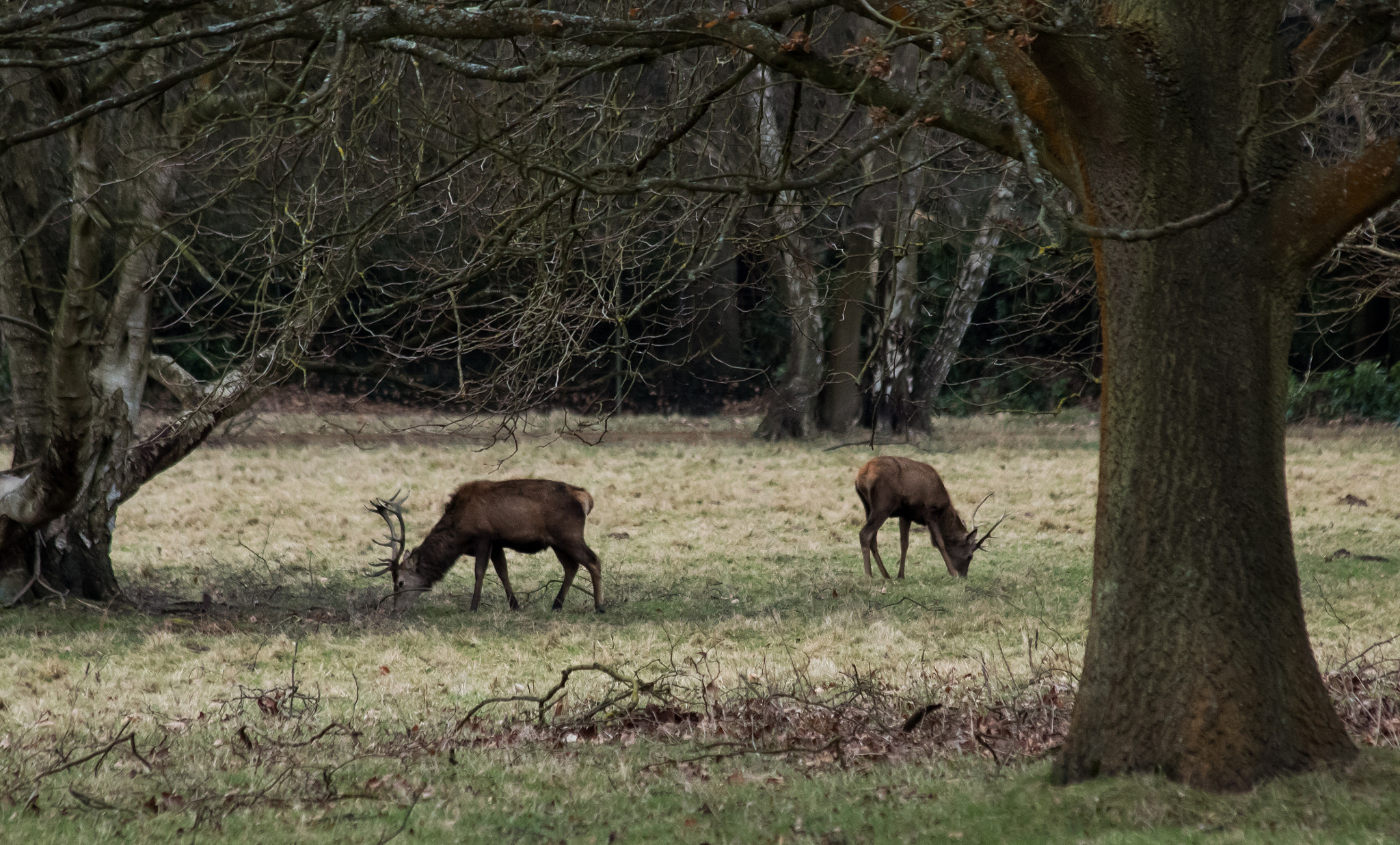 Canon EF 70-300mm F4-5.6 IS USM sample photo. Deer park photography