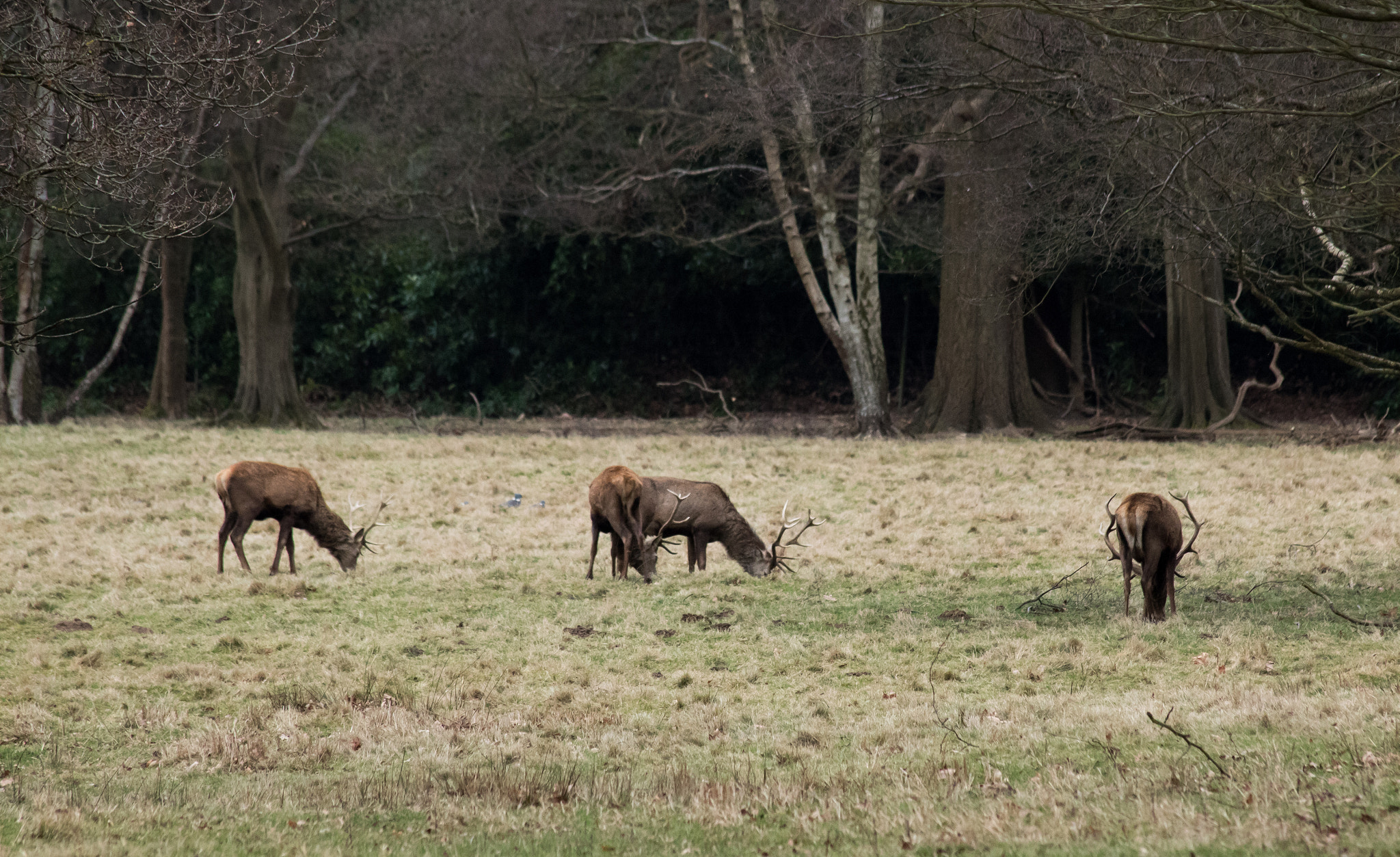Canon EF 70-300mm F4-5.6 IS USM sample photo. Deer park photography