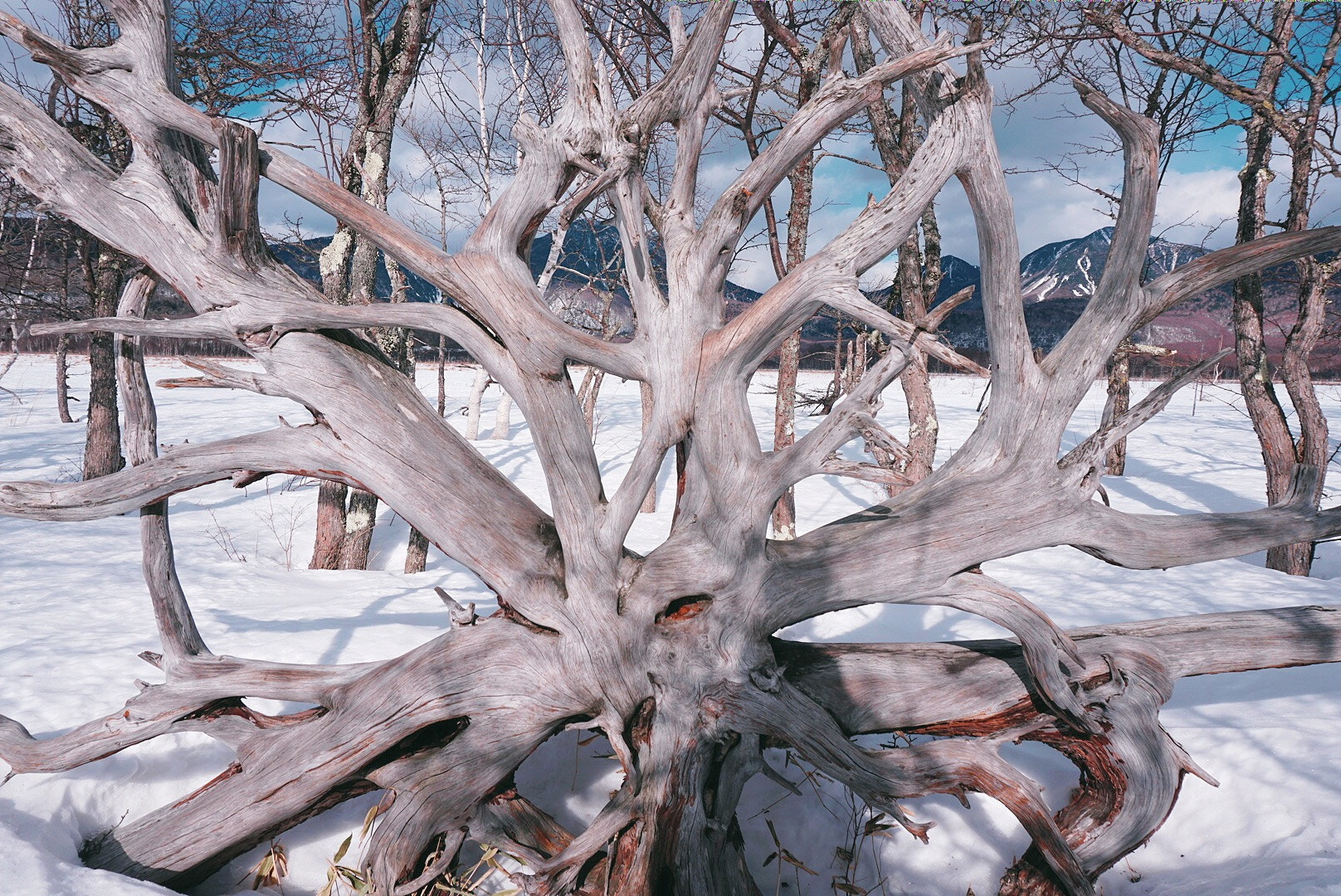 Sony a6300 + Sony E 18-50mm F4-5.6 sample photo. Old tree. photography