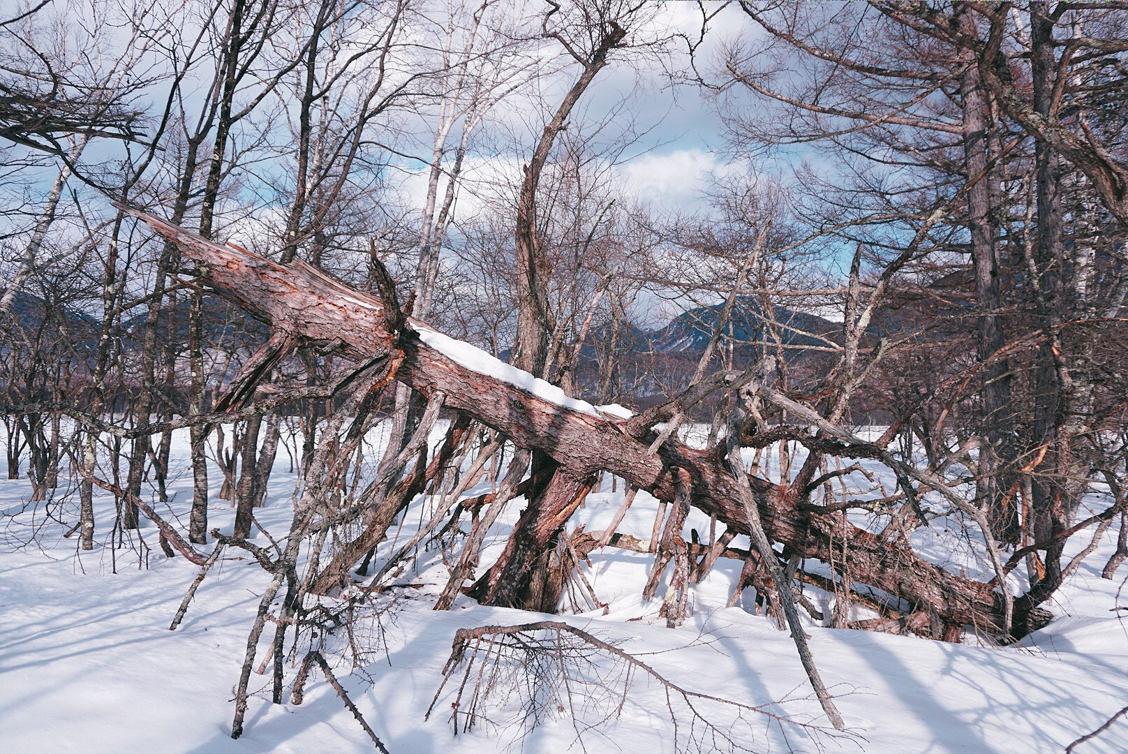 Sony a6300 + Sony E 18-50mm F4-5.6 sample photo. Old tree. photography