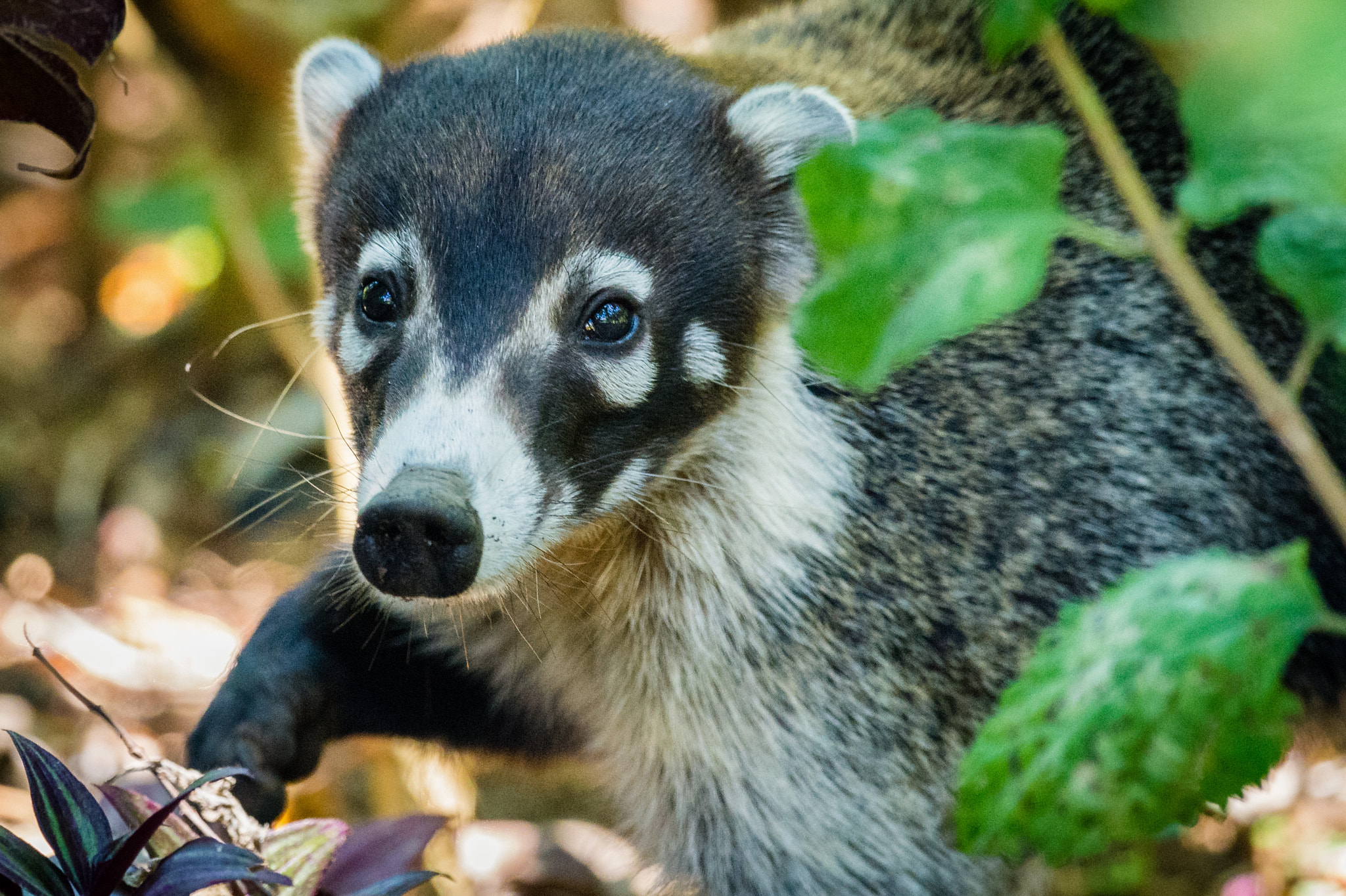 Nikon Nikkor AF-S 300mm F4E PF ED VR sample photo. Coati portrait photography