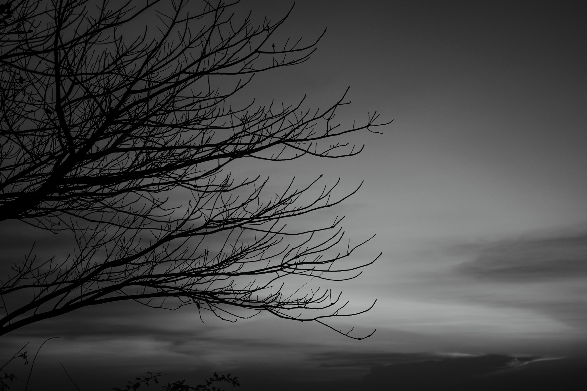 Fujifilm X-T1 sample photo. A beautiful leafless tree by the hill photography