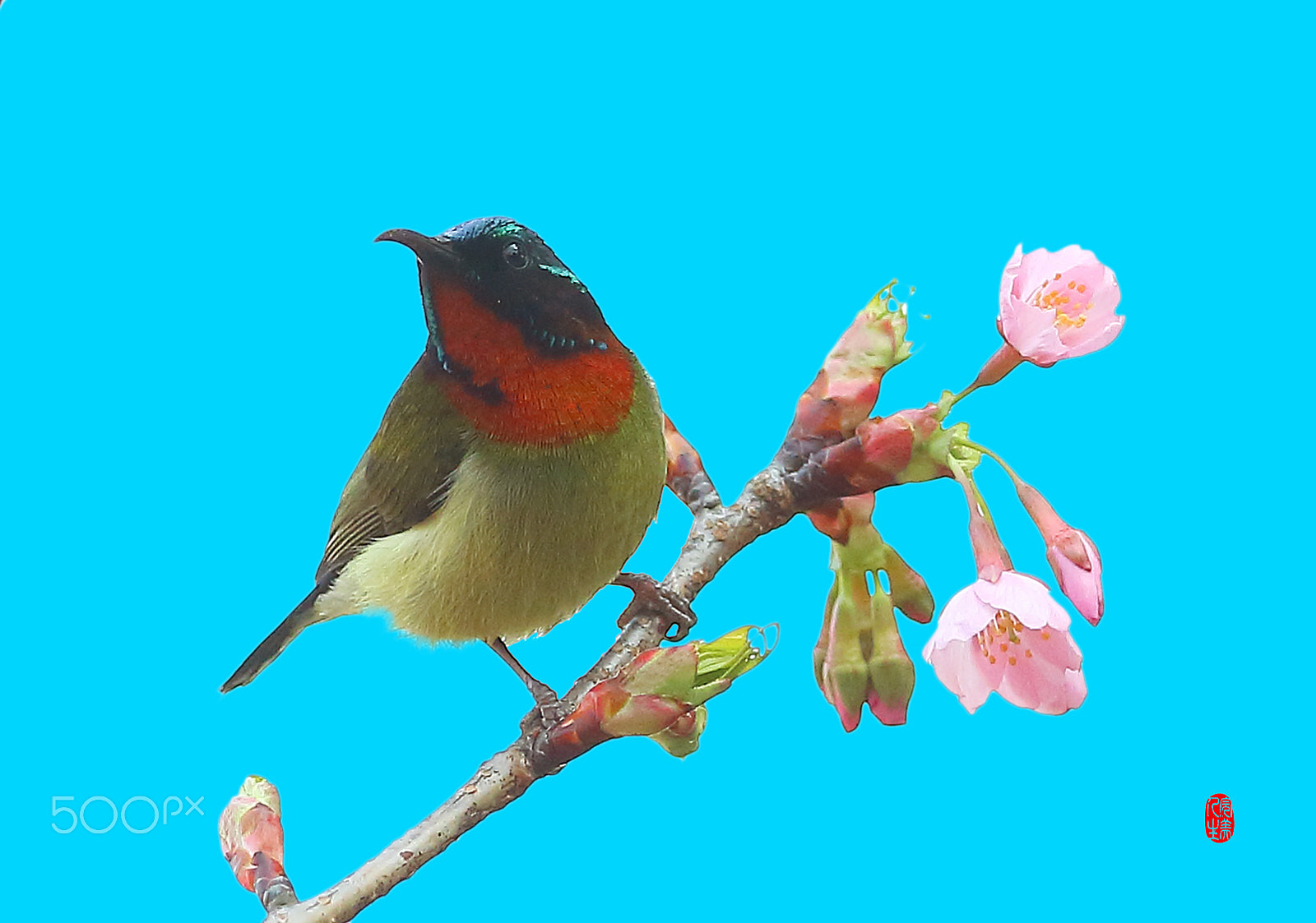 Canon EF 400mm F2.8L IS II USM sample photo. 叉尾太阳鸟 photography