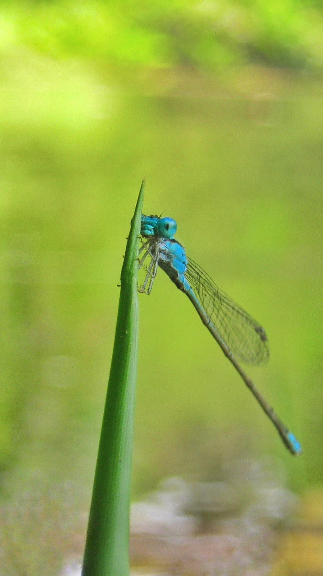 Canon PowerShot A495 sample photo. Blue damselfly.. photography