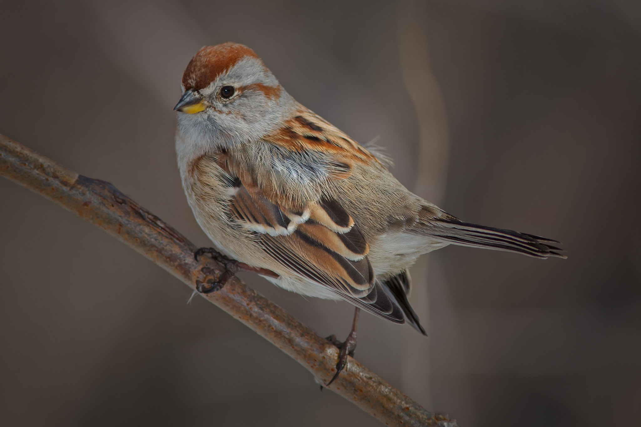 Canon EF 300mm F4L IS USM sample photo. American tree sparrow 8373 photography