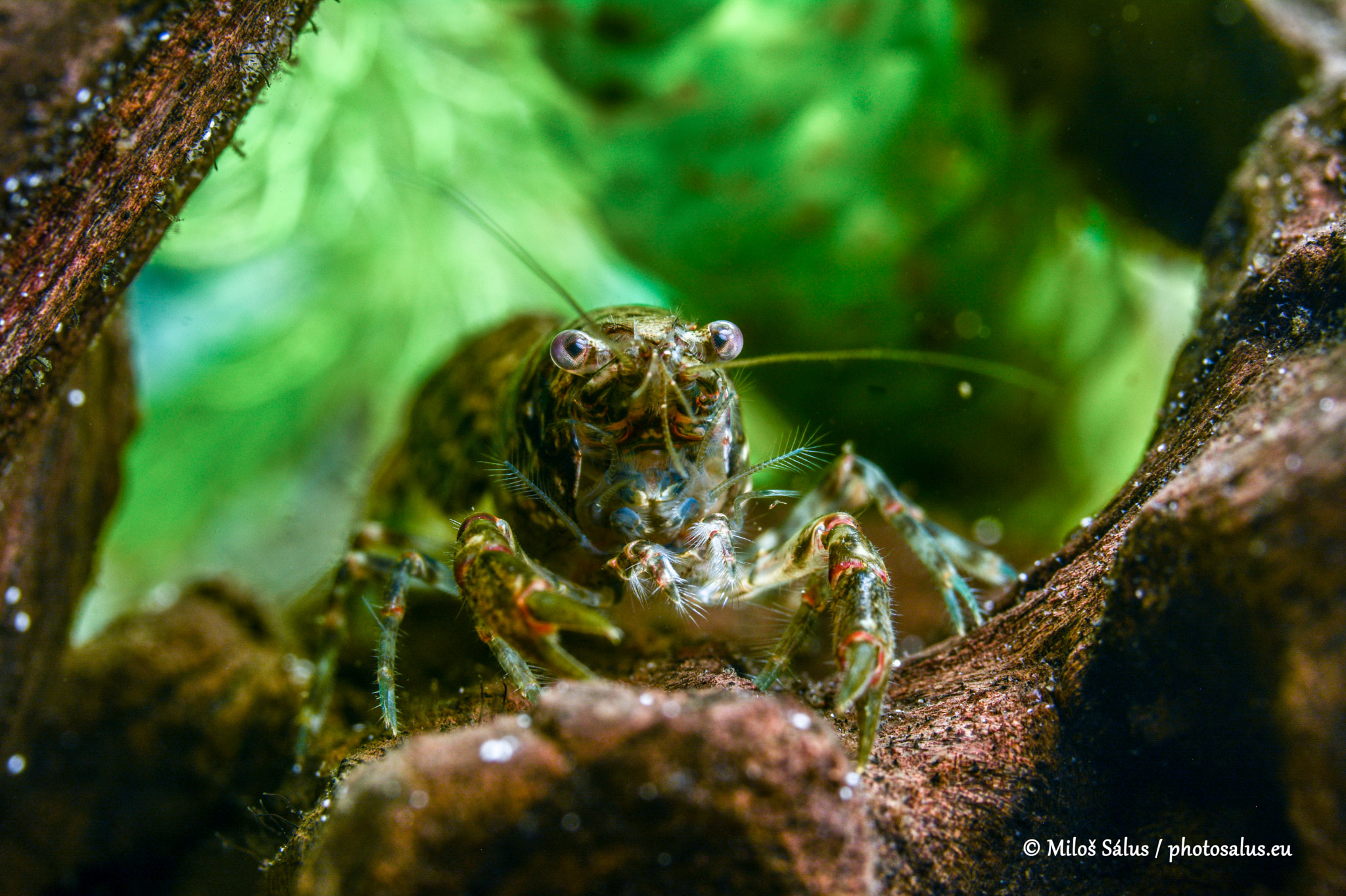 Nikon D7100 sample photo. Cambarellus crayfish photography