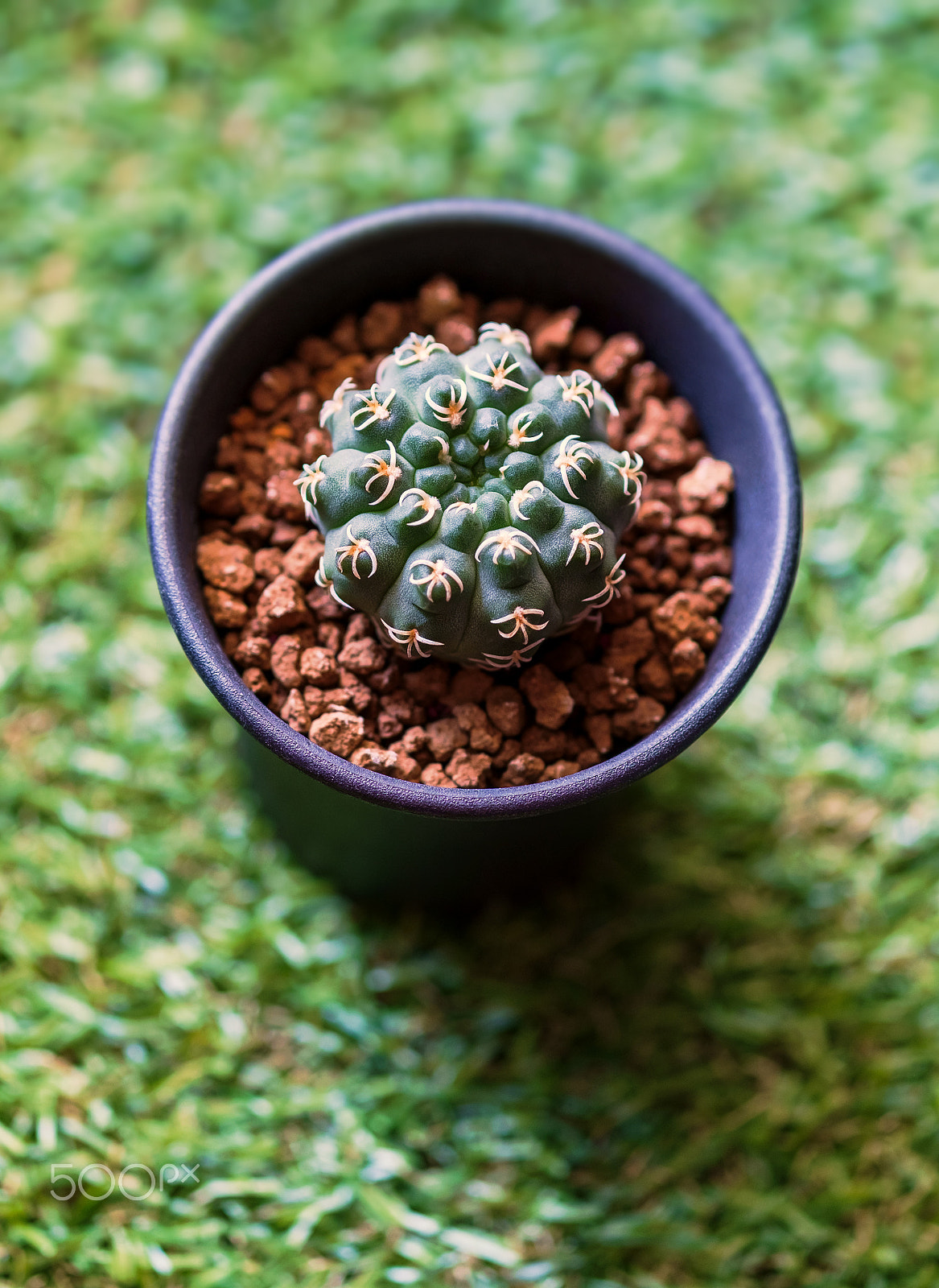 Fujifilm X-E1 + Fujifilm XF 60mm F2.4 R Macro sample photo. Gymnocalycium denudatum kiomaru photography