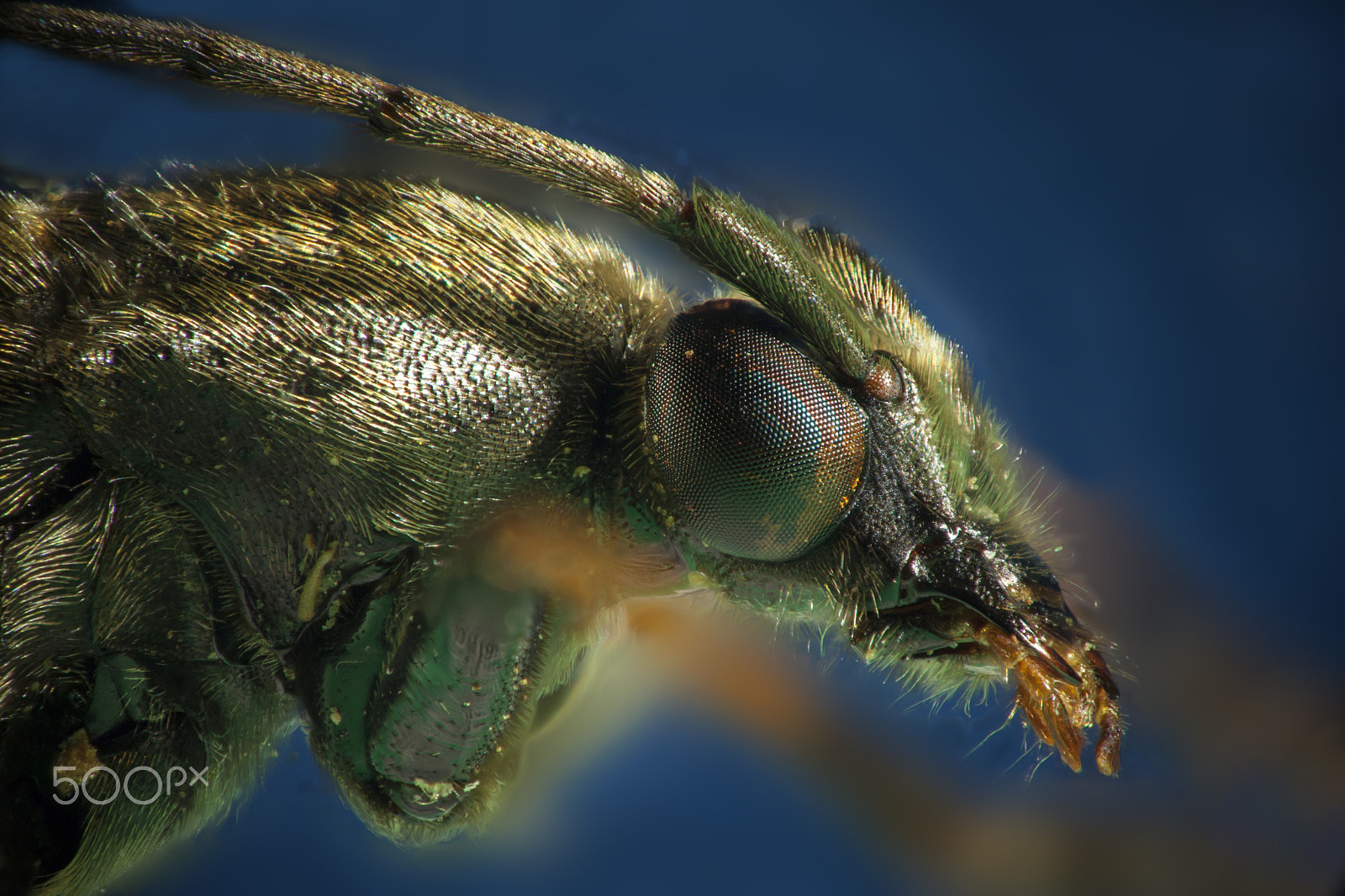 Sigma APO Macro 150mm f/2.8 EX DG HSM sample photo. Extreme macro photography