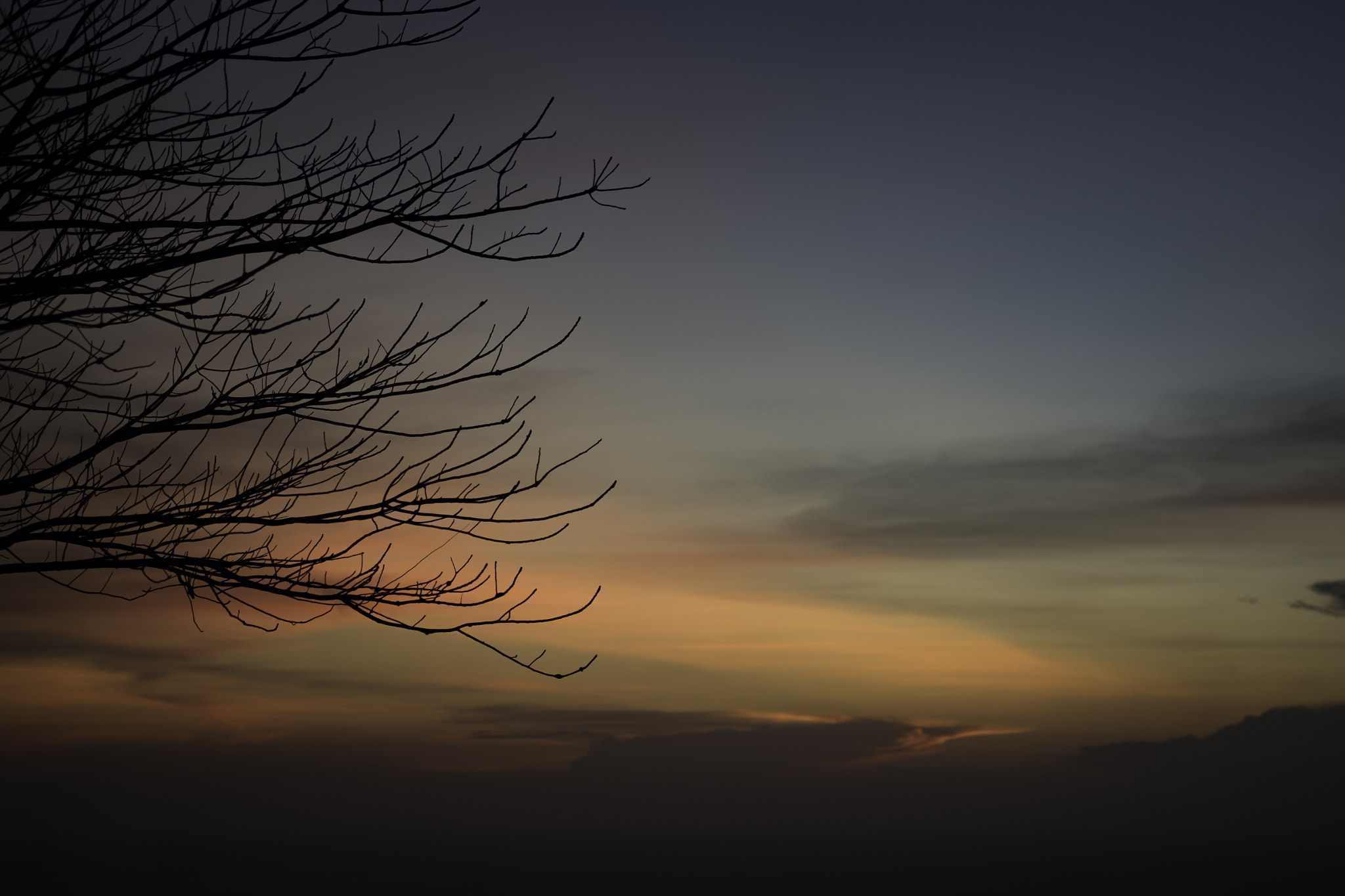 Fujifilm X-T1 + Fujifilm XF 60mm F2.4 R Macro sample photo. A beautiful leafless tree by the hill photography