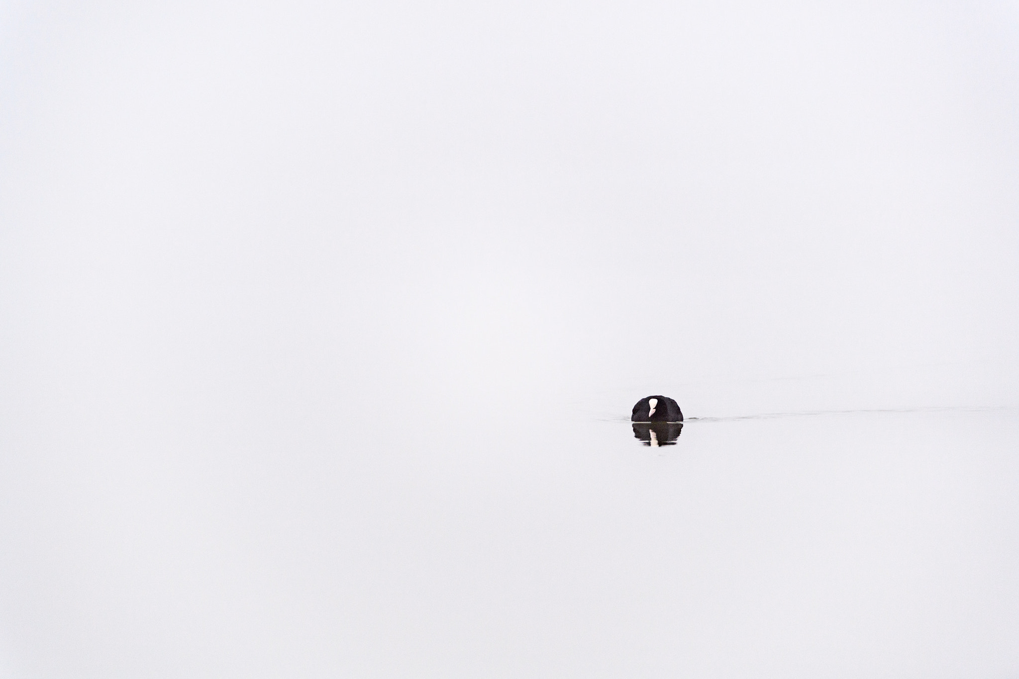 Nikon D5 sample photo. Boule l'eau photography