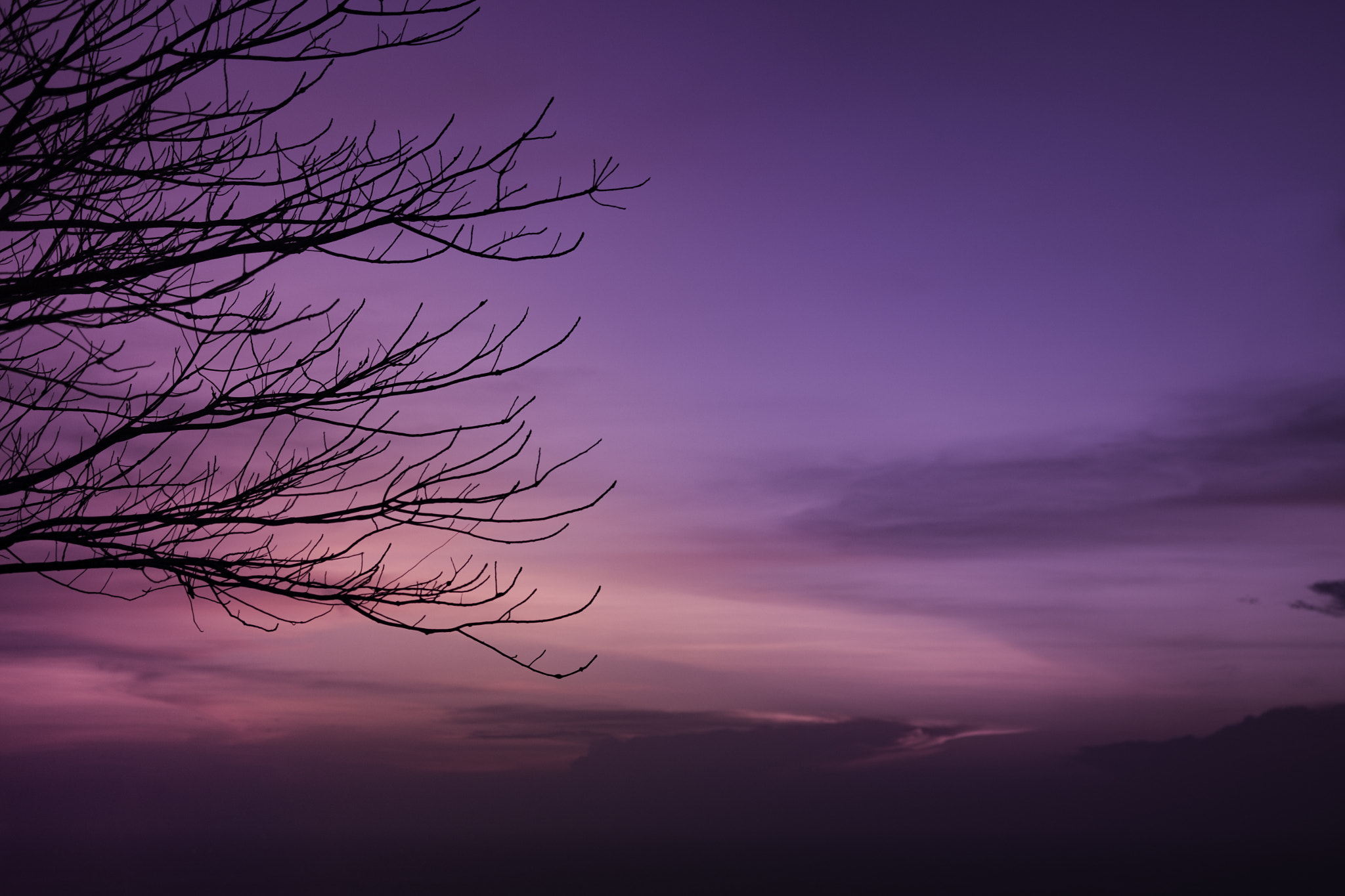 Fujifilm X-T1 sample photo. A beautiful leafless tree by the hill photography