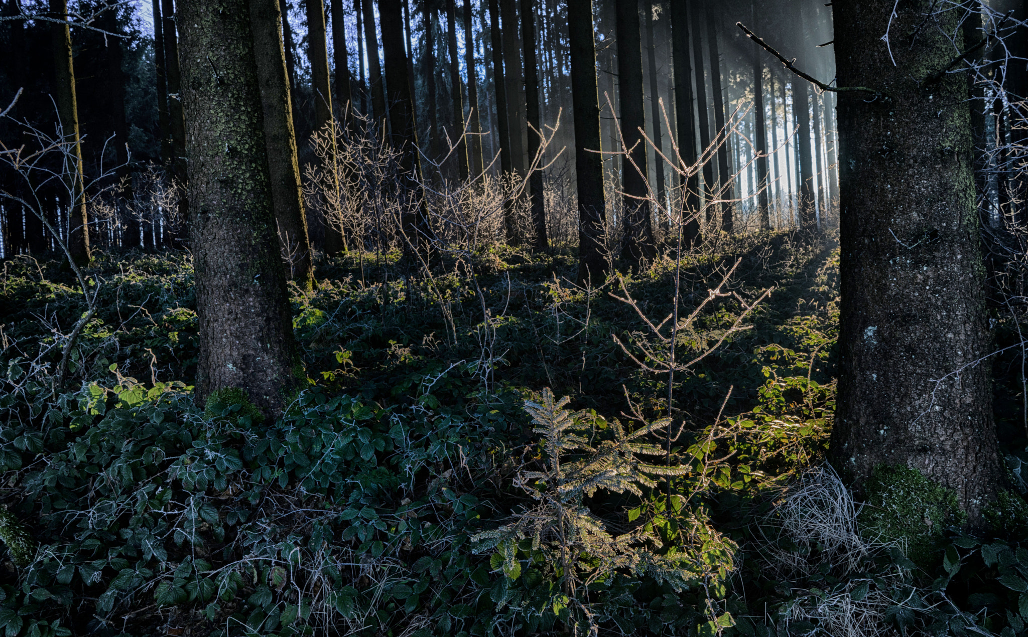 Sony a7 + Sony FE 28mm F2 sample photo. Magic forest photography