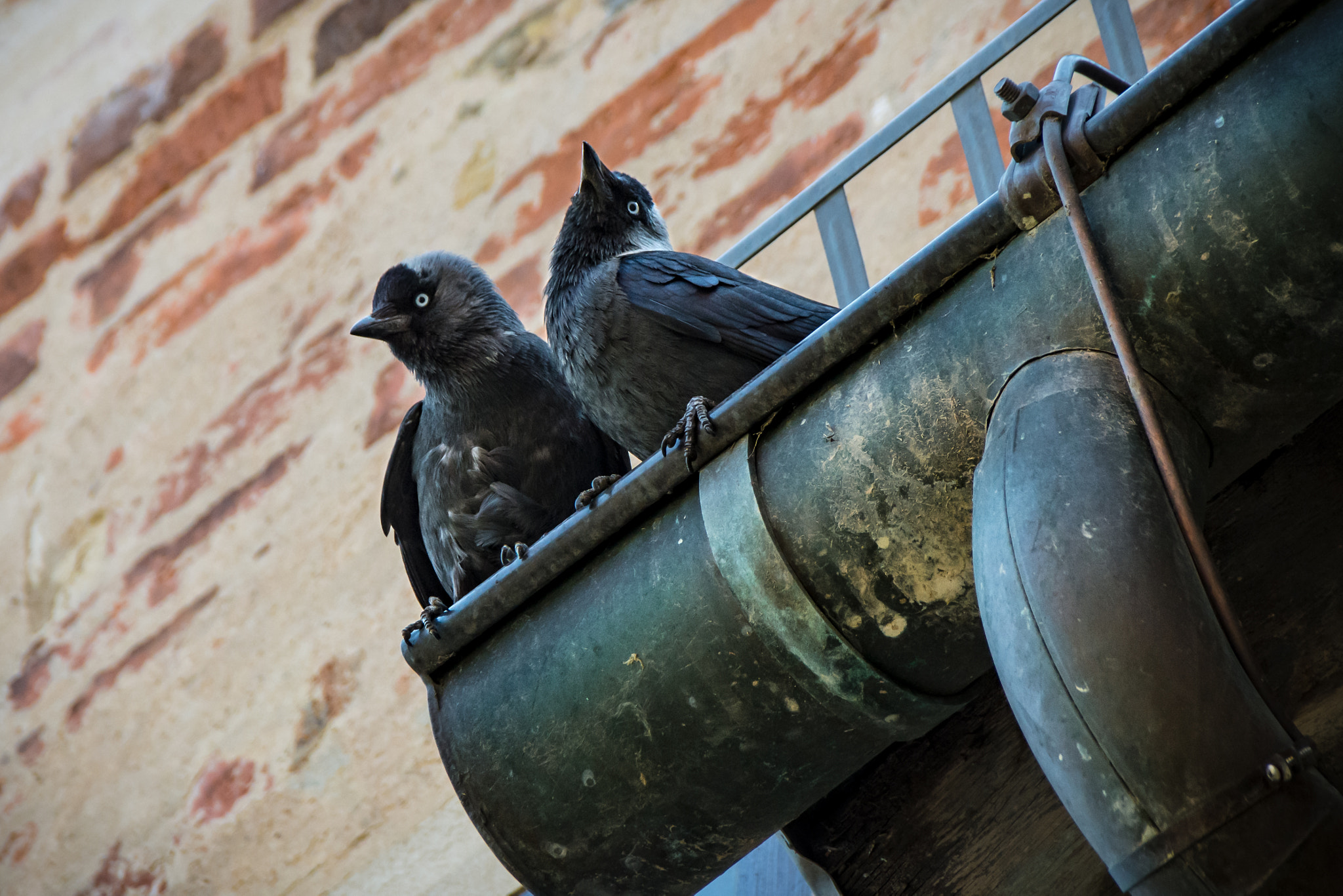 Sigma 18-250mm F3.5-6.3 DC Macro OS HSM sample photo. Guardians of castle vischering photography
