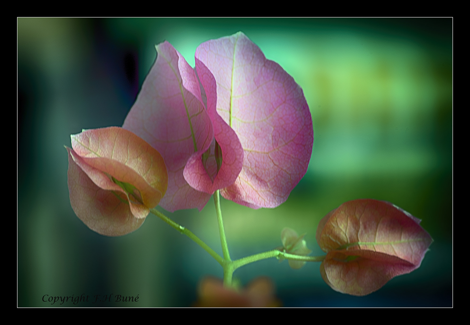 Sigma 70-210mm F4-5.6 UC-II sample photo. Bougainville photography