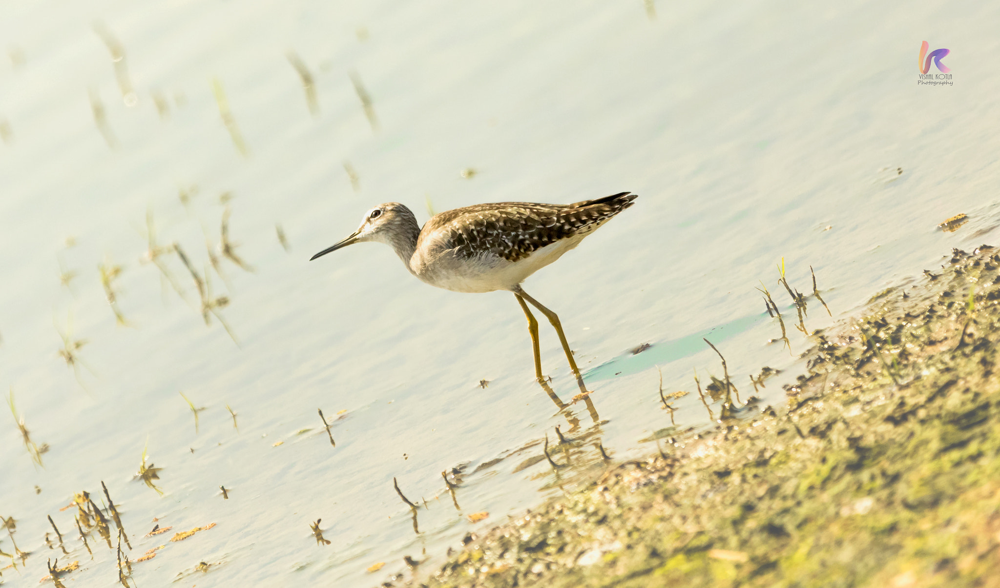 Canon EF 70-200mm F2.8L IS II USM sample photo. Sandpiper photography