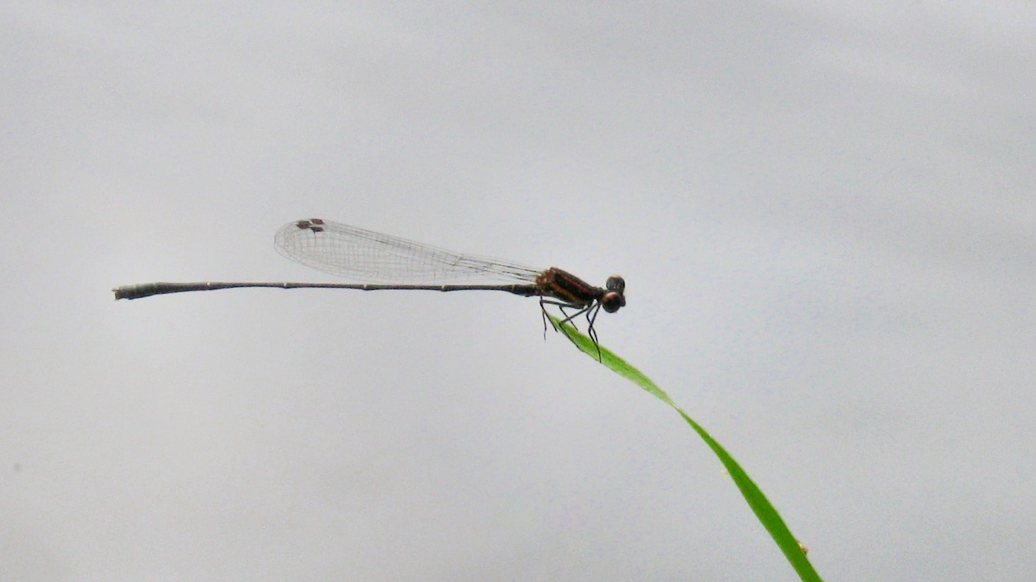 Canon PowerShot A495 sample photo. Damselfly.m photography