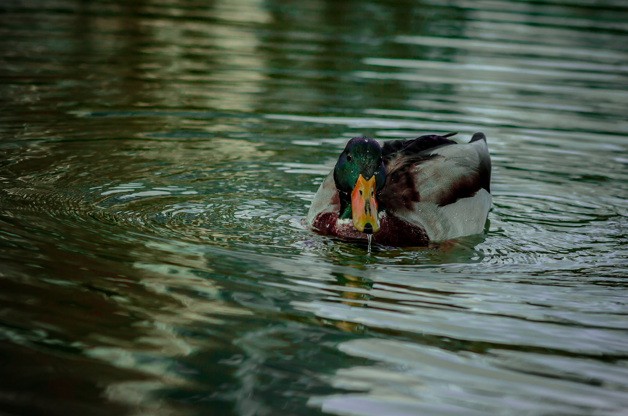 Canon EOS 60D + EF75-300mm f/4-5.6 sample photo. _mg_0427-2.jpg photography