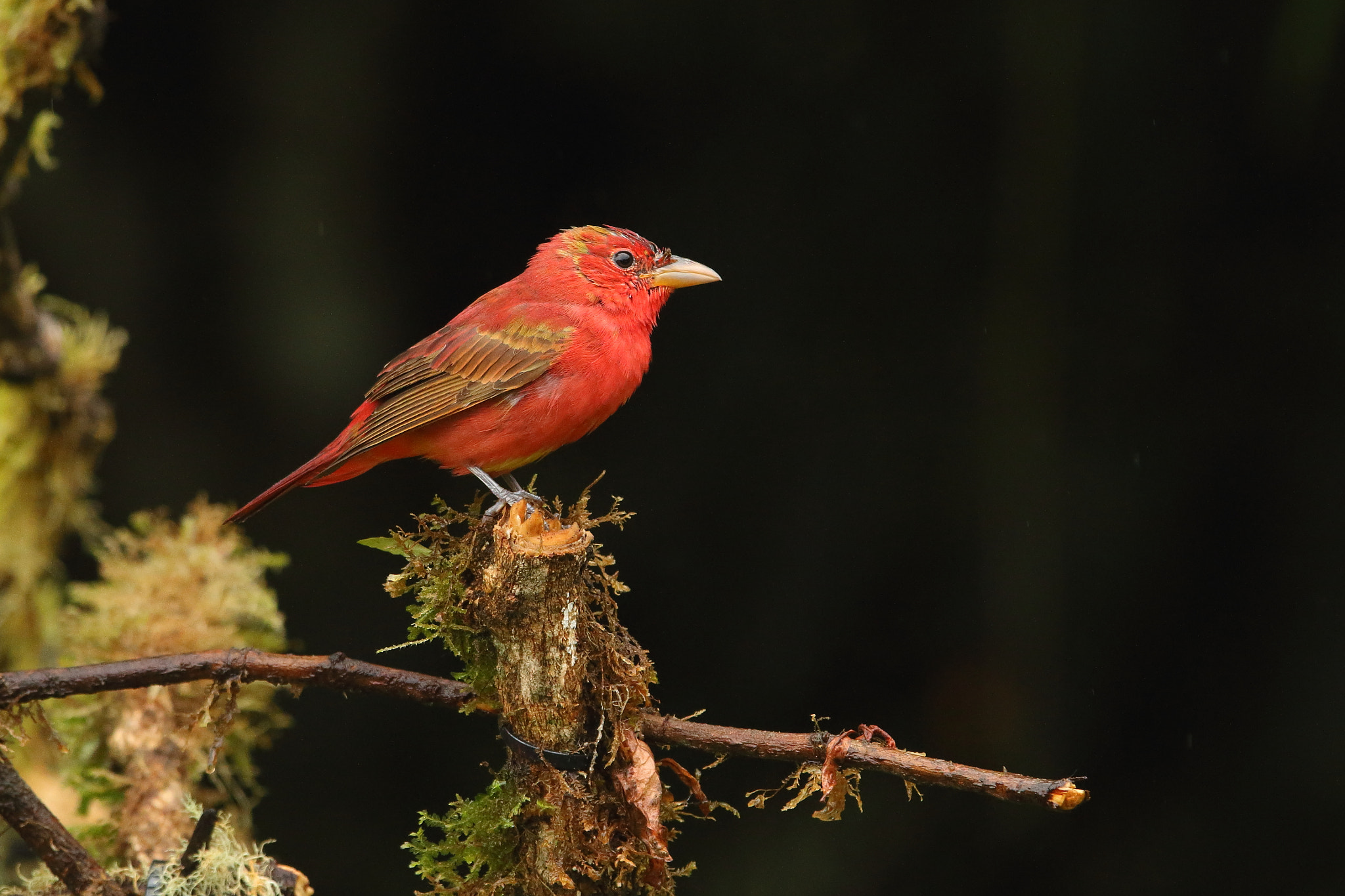Canon EF 300mm F2.8L IS USM sample photo. Summer tanager - piranga rubra photography