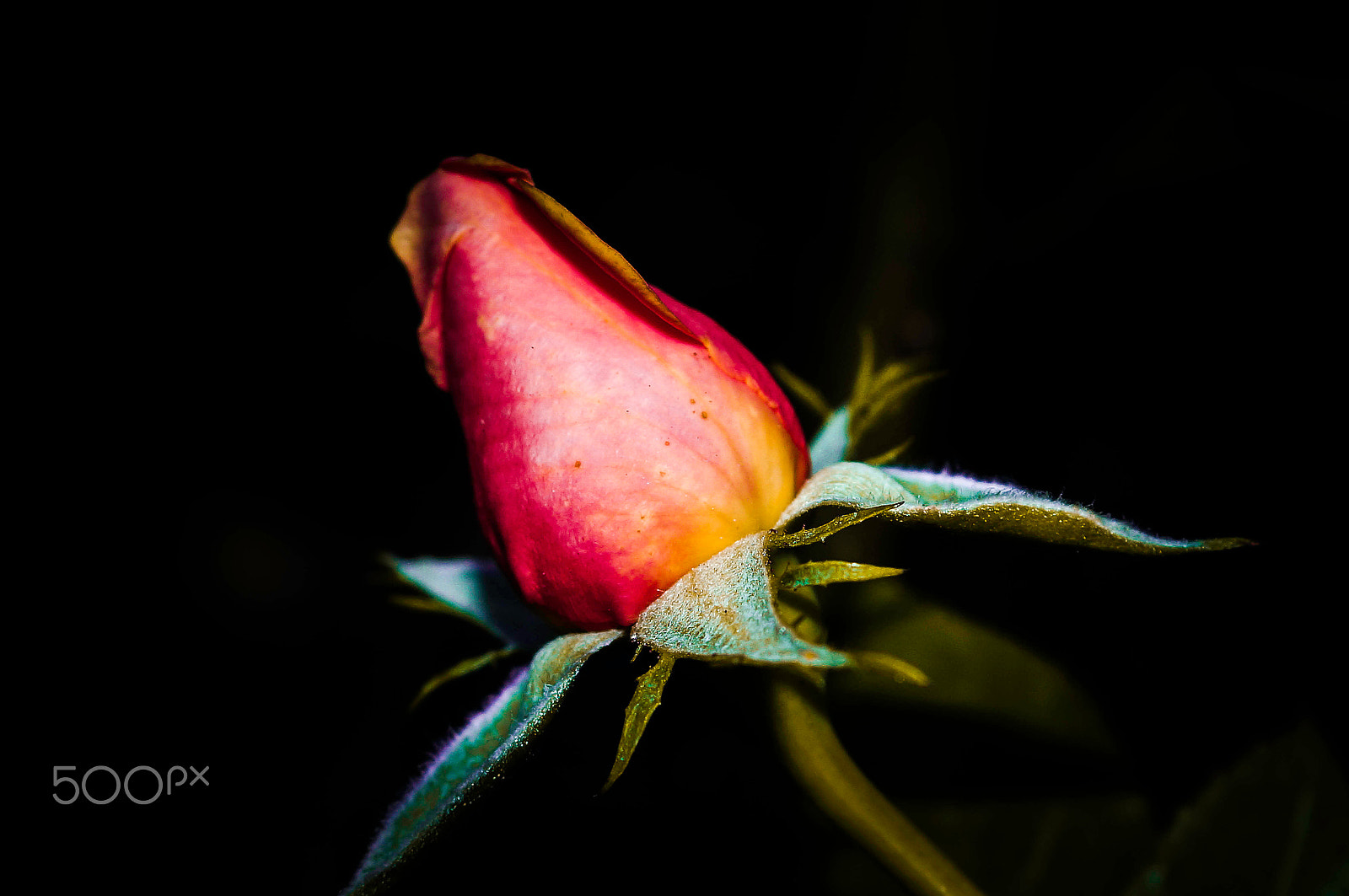 Sony SLT-A57 sample photo. Pink button ! photography